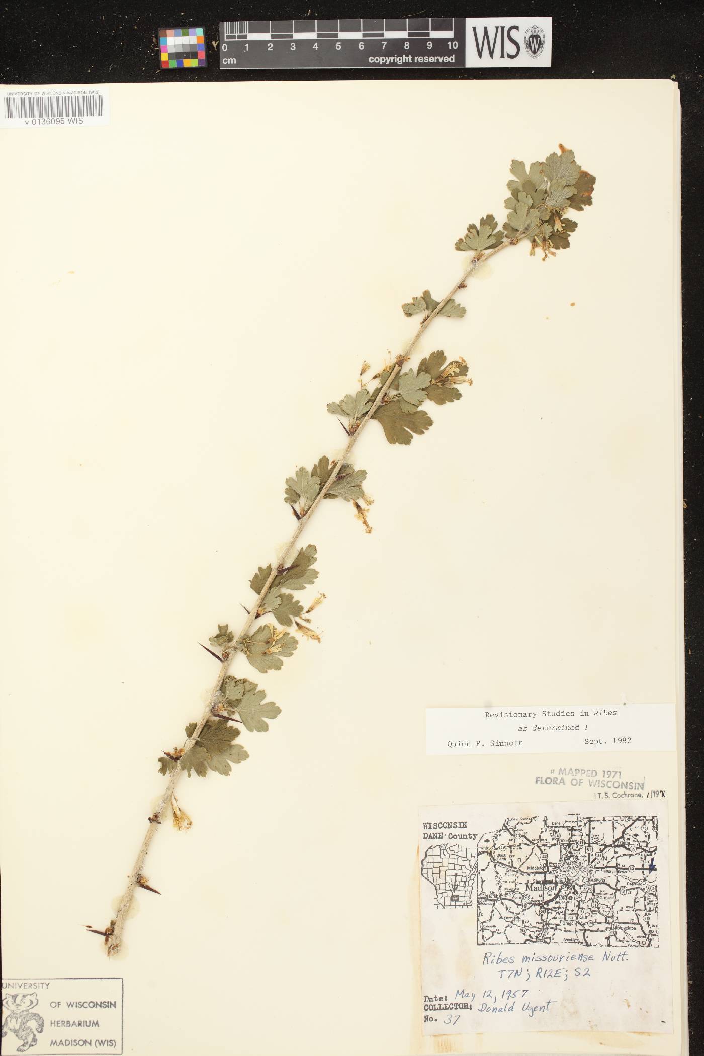 Ribes missouriense image