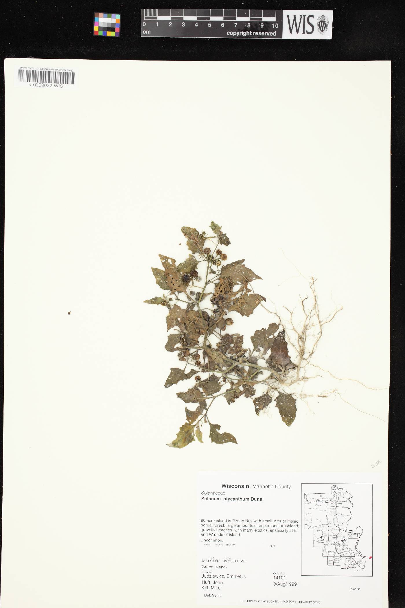 Solanum ptychanthum image