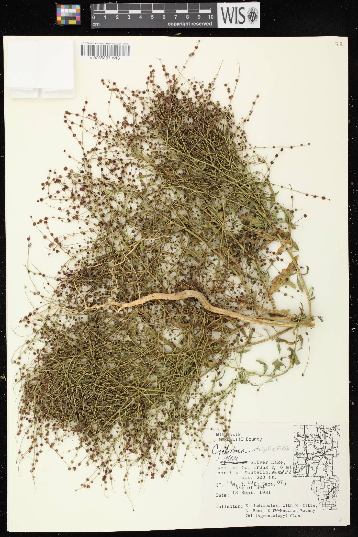 Cycloloma atriplicifolium image