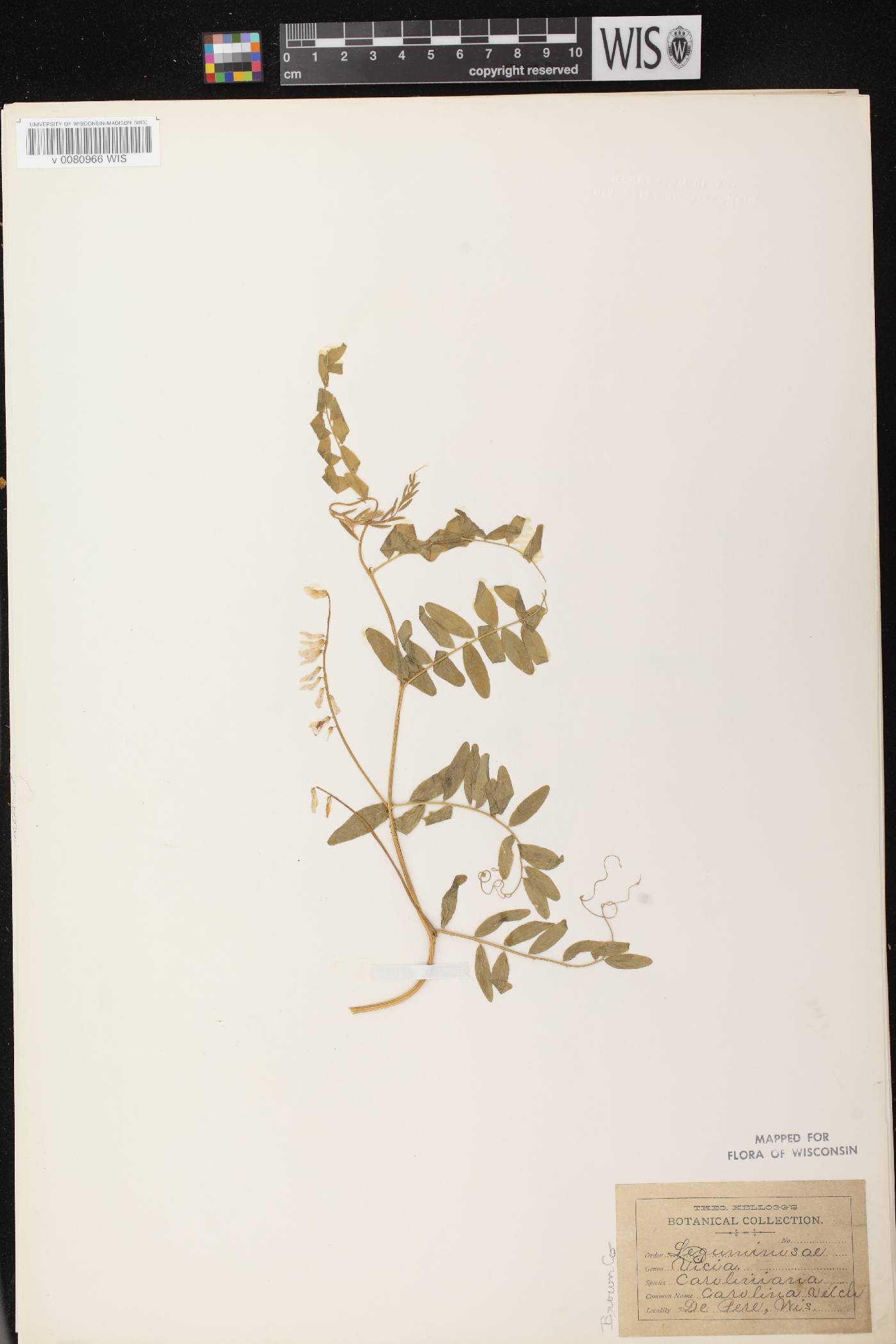 Vicia caroliniana image