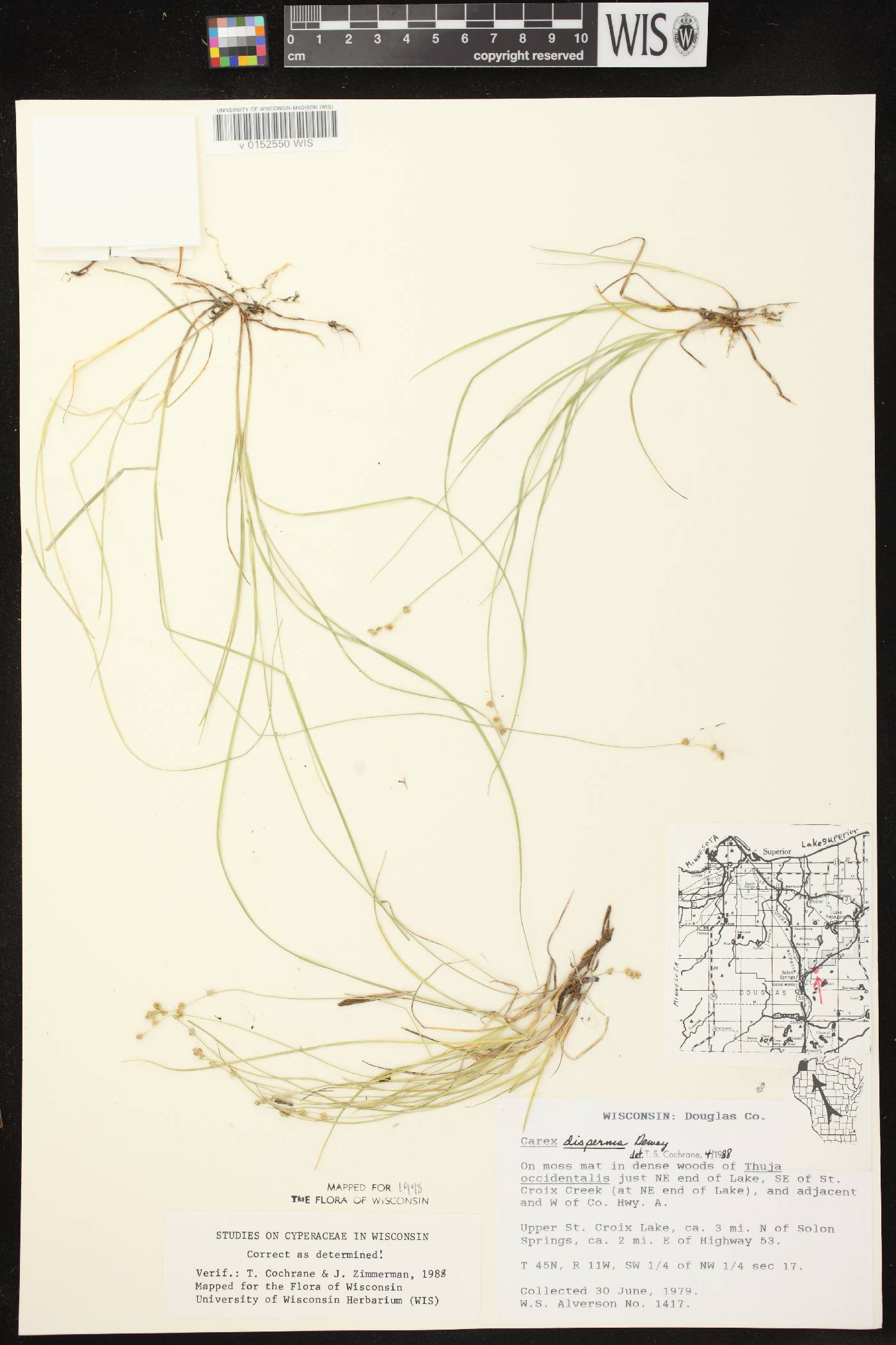 Carex disperma image