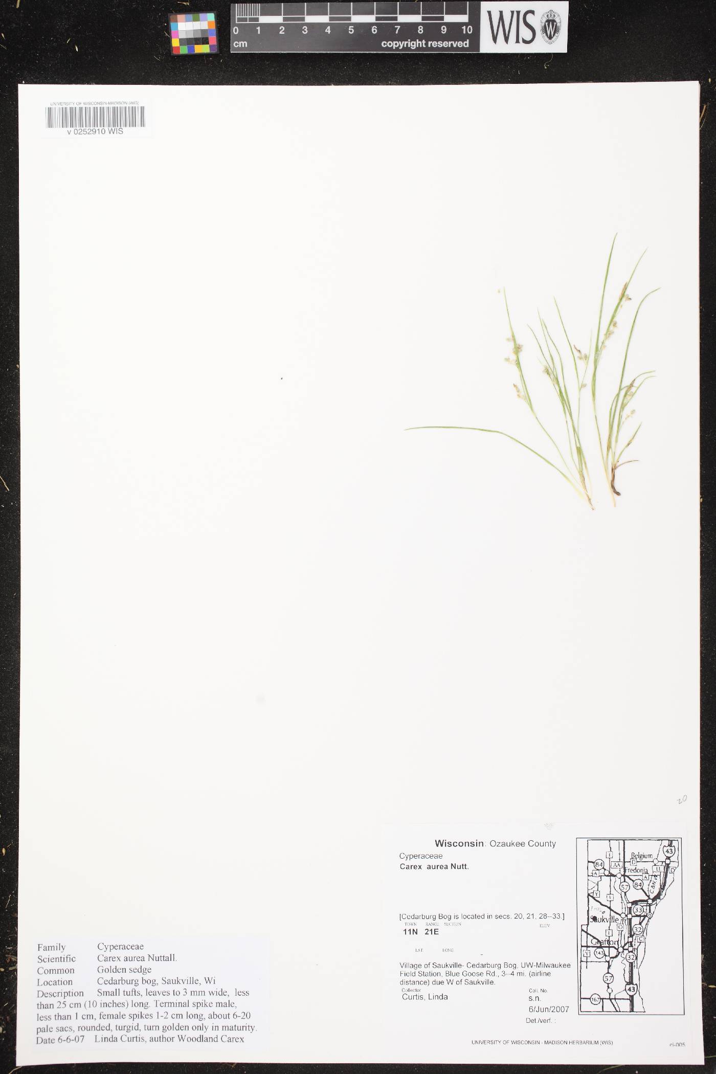 Carex aurea image