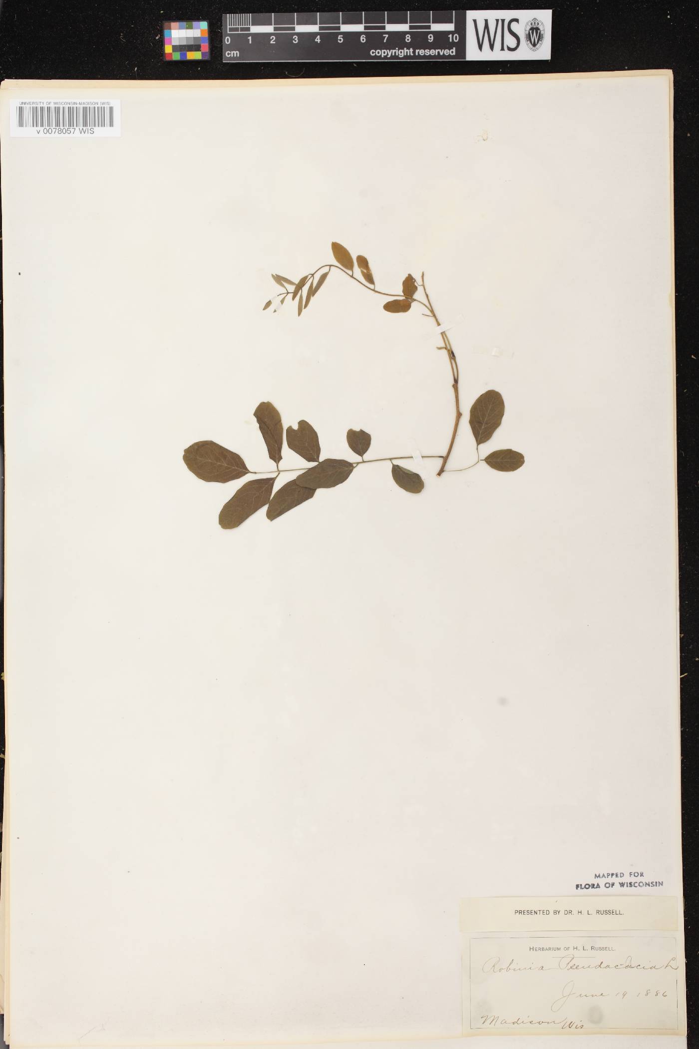 Robinia pseudoacacia image