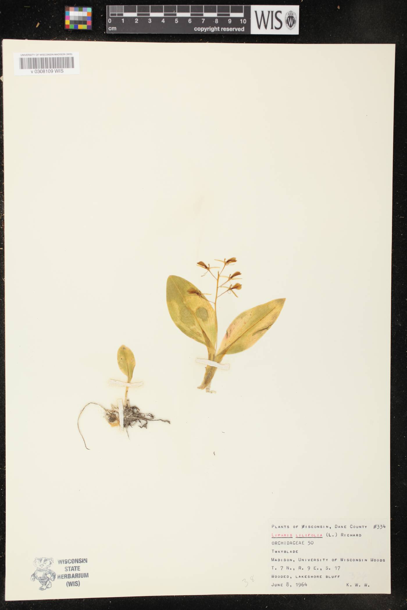 Liparis liliifolia image