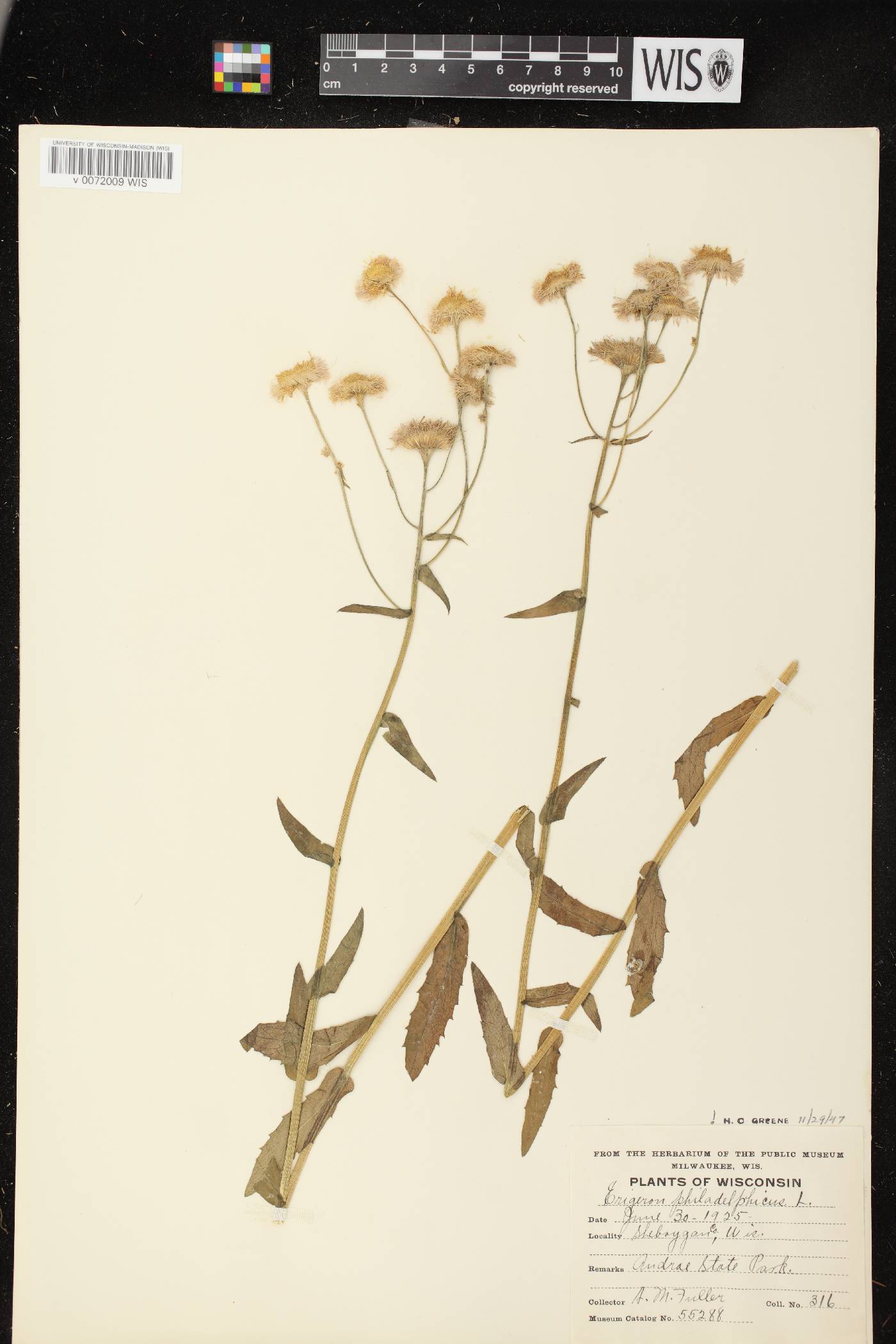 Erigeron philadelphicus var. philadelphicus image