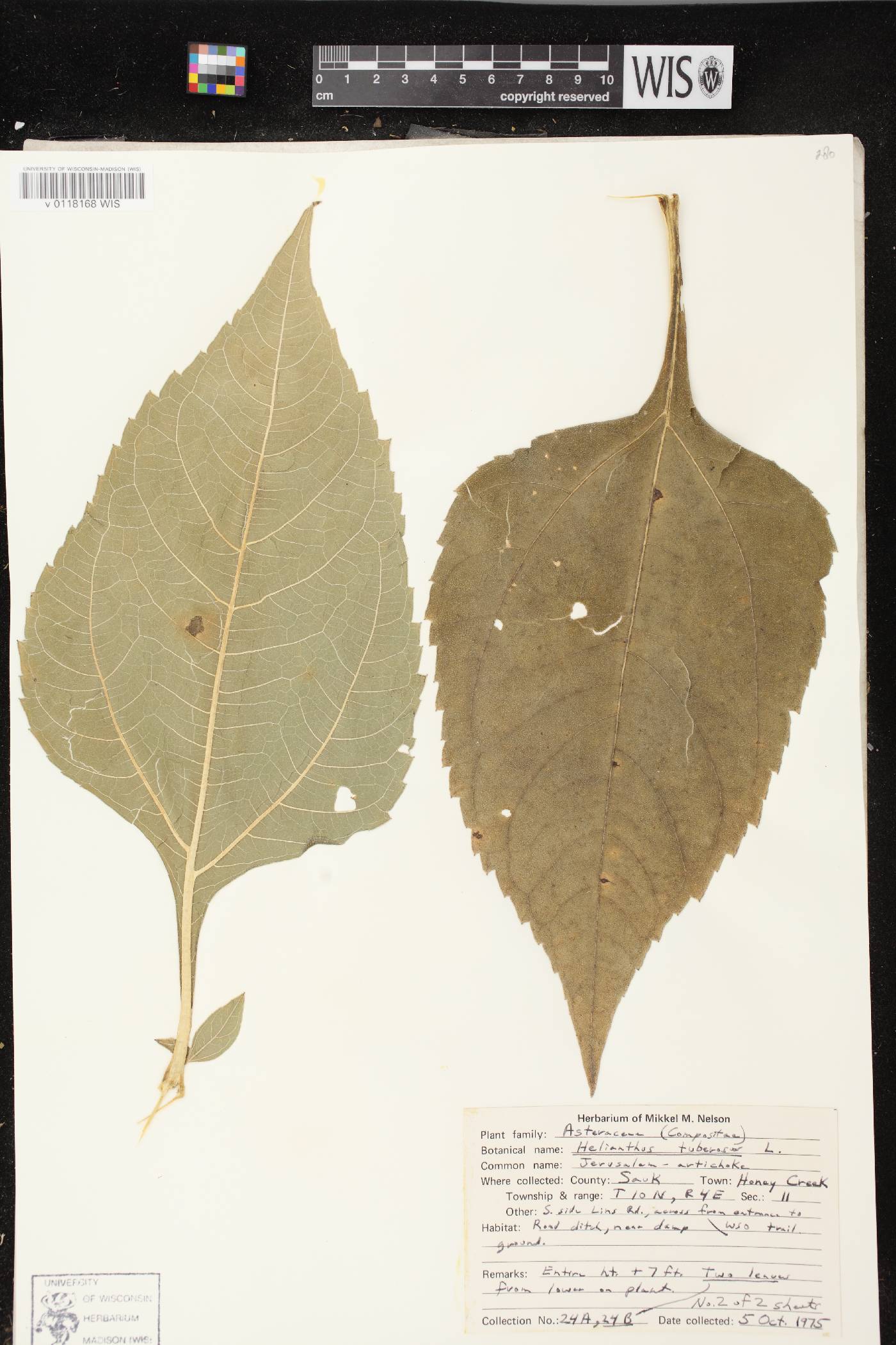 Helianthus tuberosus image