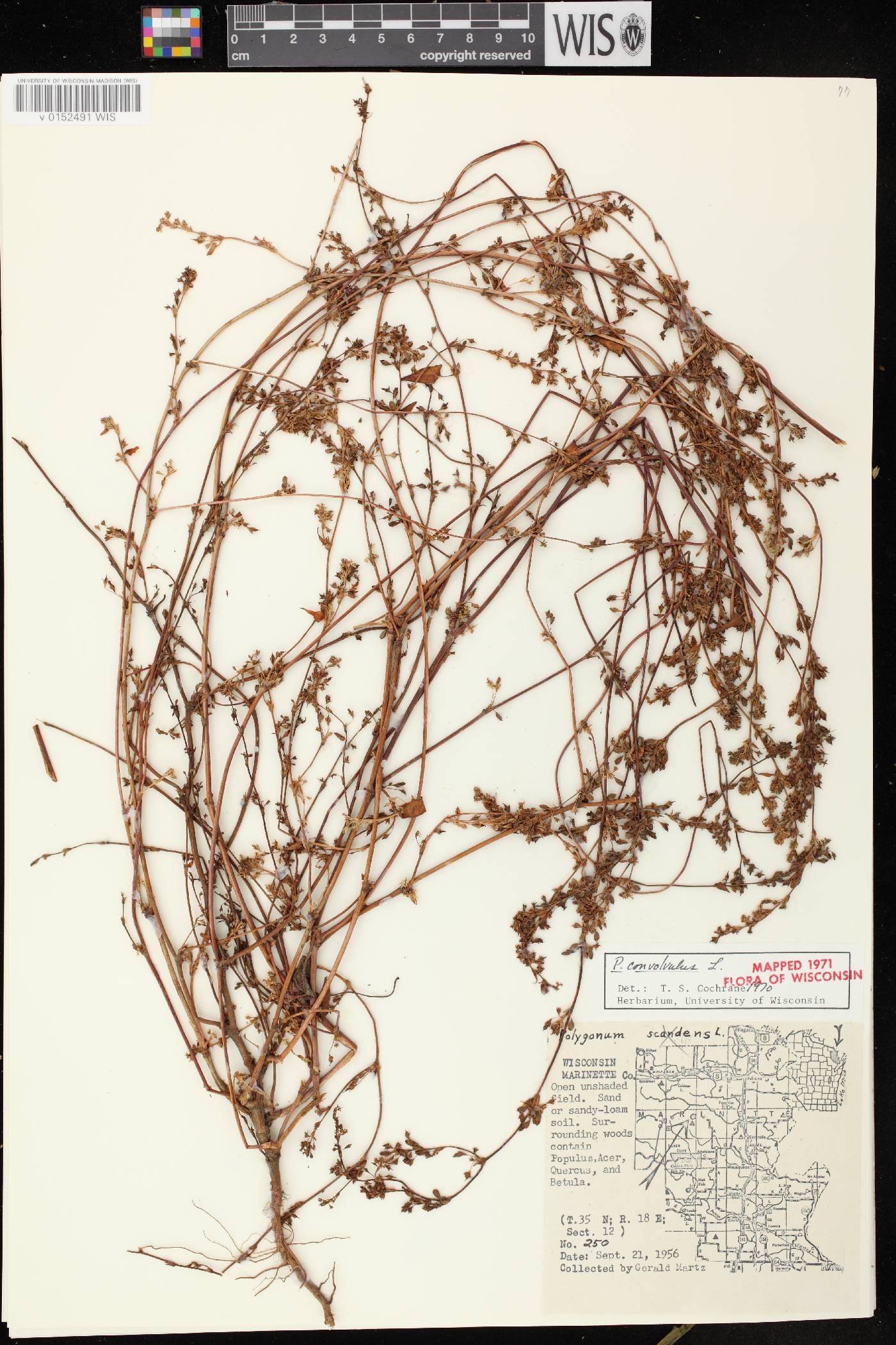 Fallopia convolvulus image