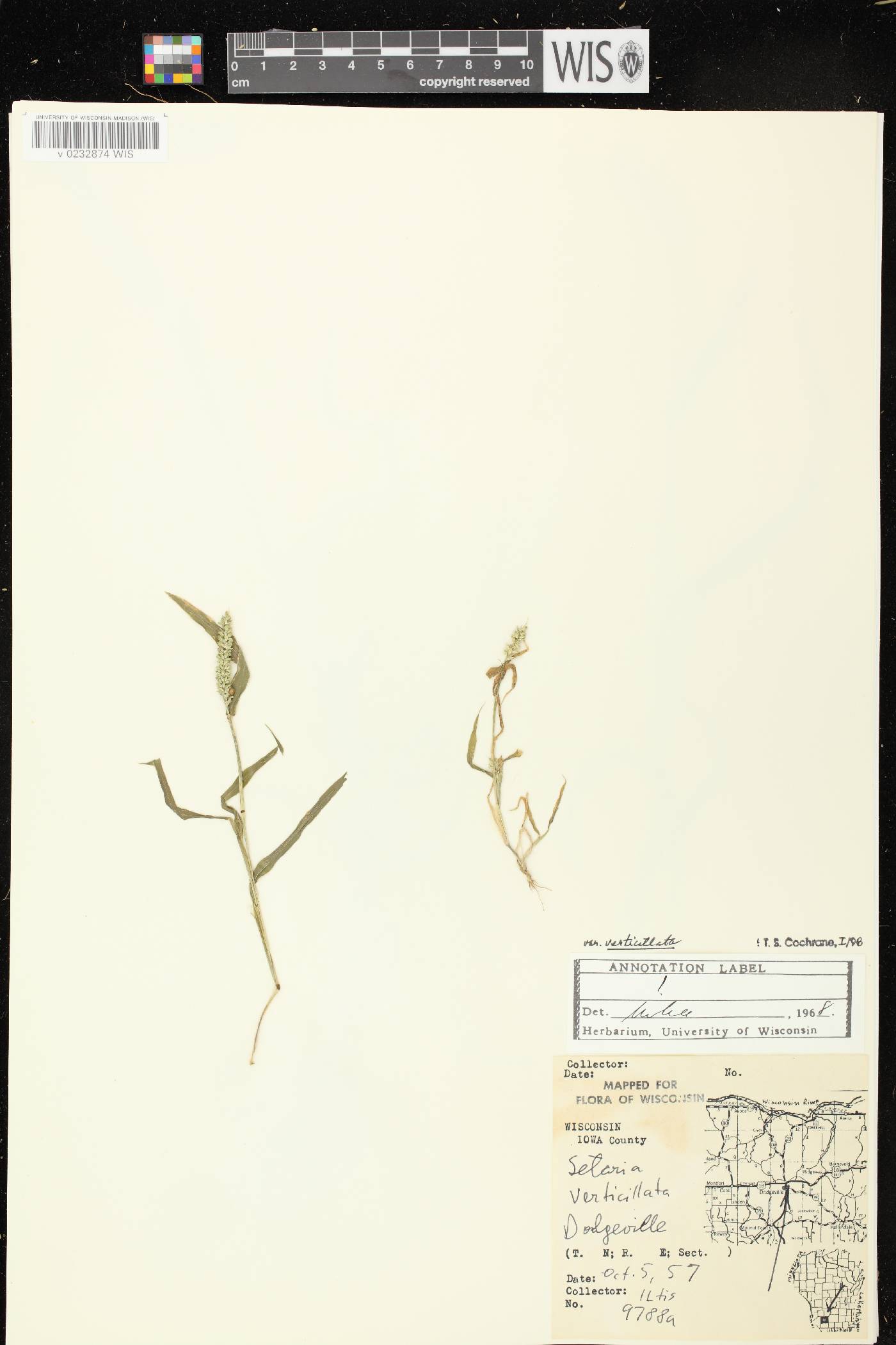 Setaria verticillata image