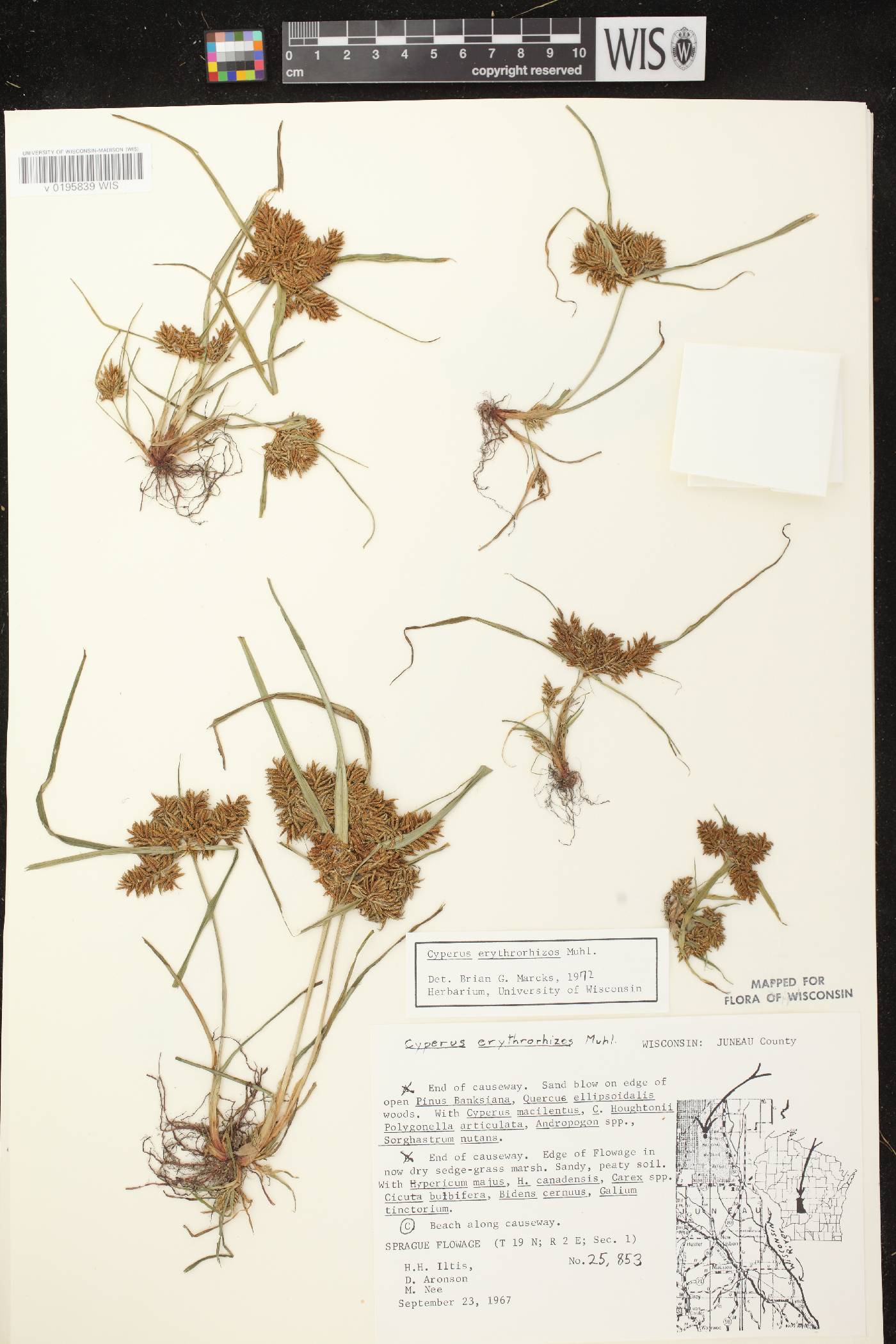 Cyperus erythrorhizos image