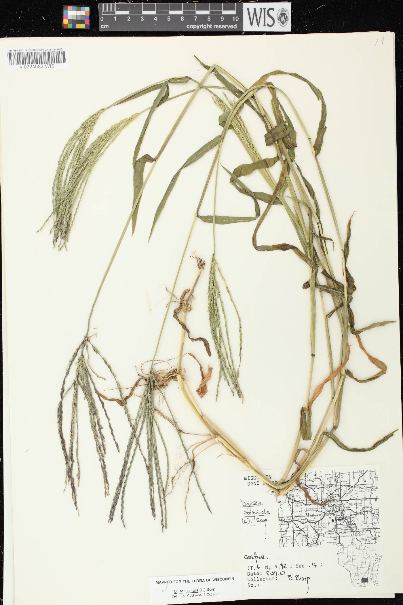 Digitaria sanguinalis image