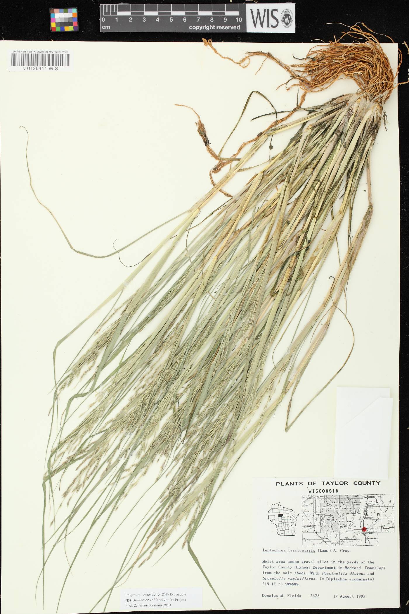 Diplachne fusca subsp. fascicularis image