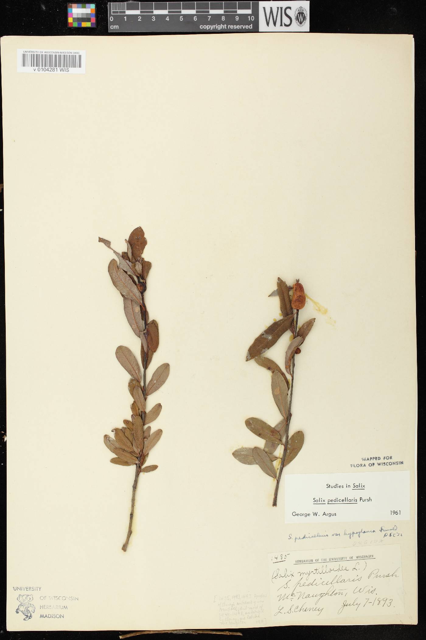 Salix pedicellaris image