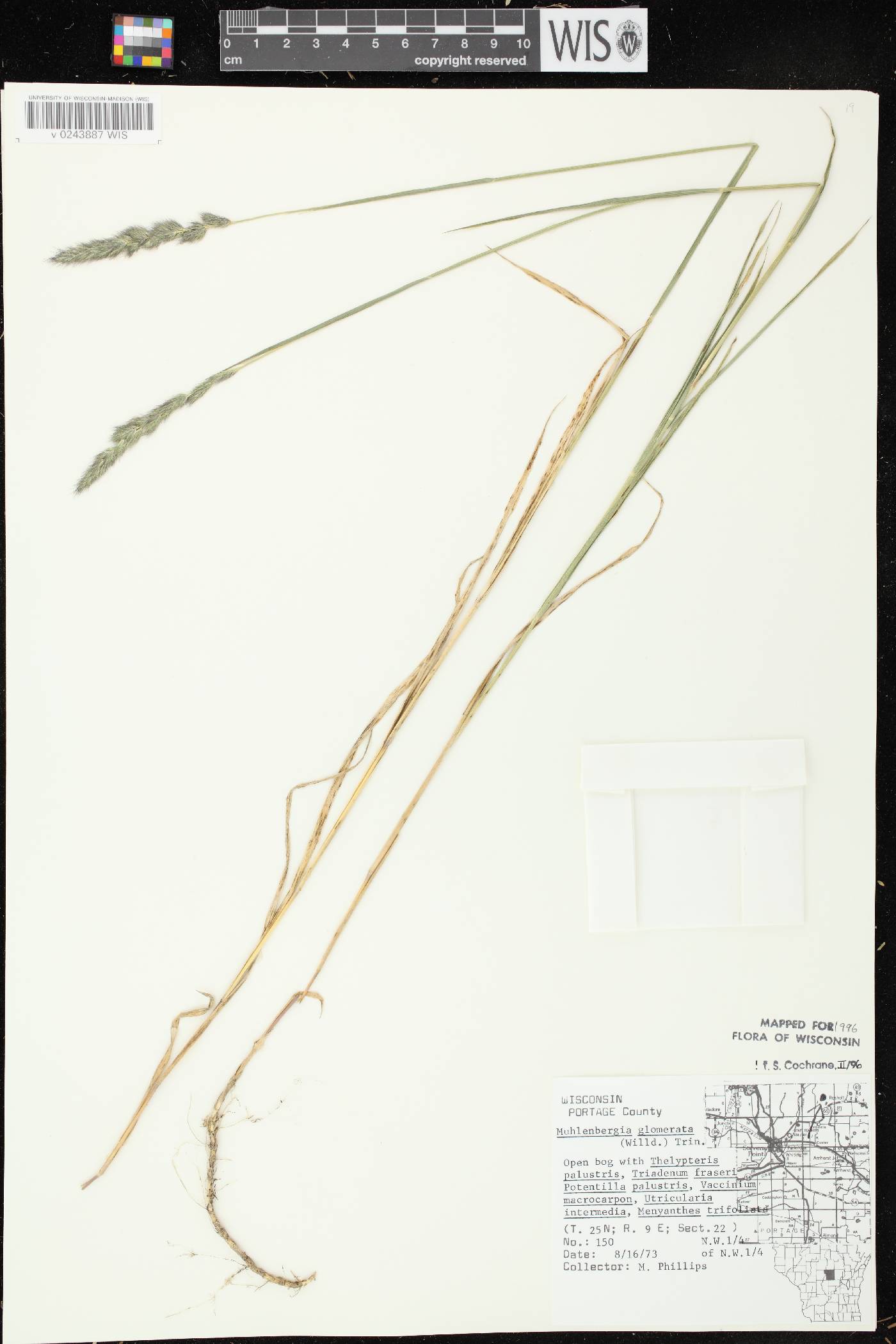 Muhlenbergia glomerata image