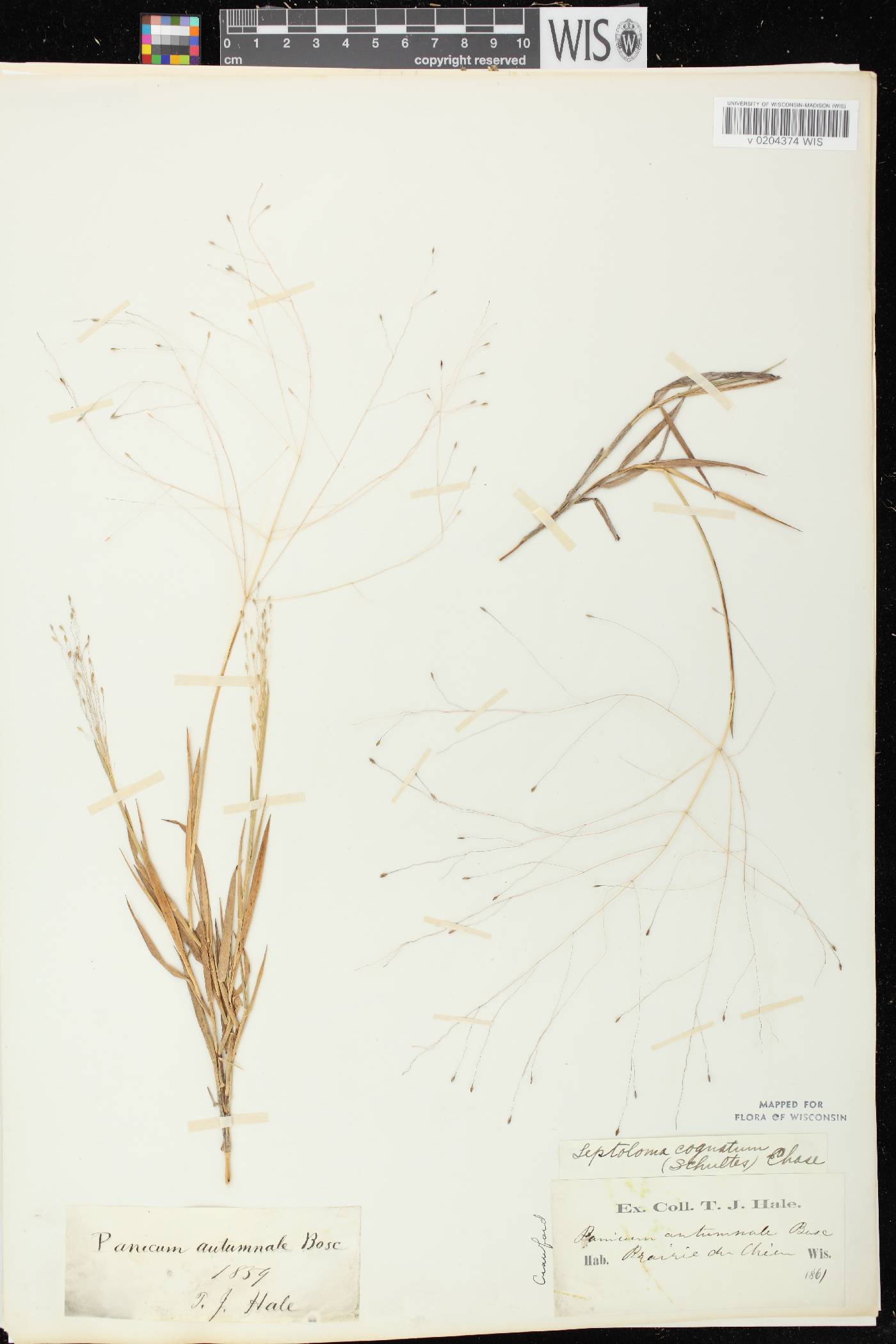 Digitaria cognata image
