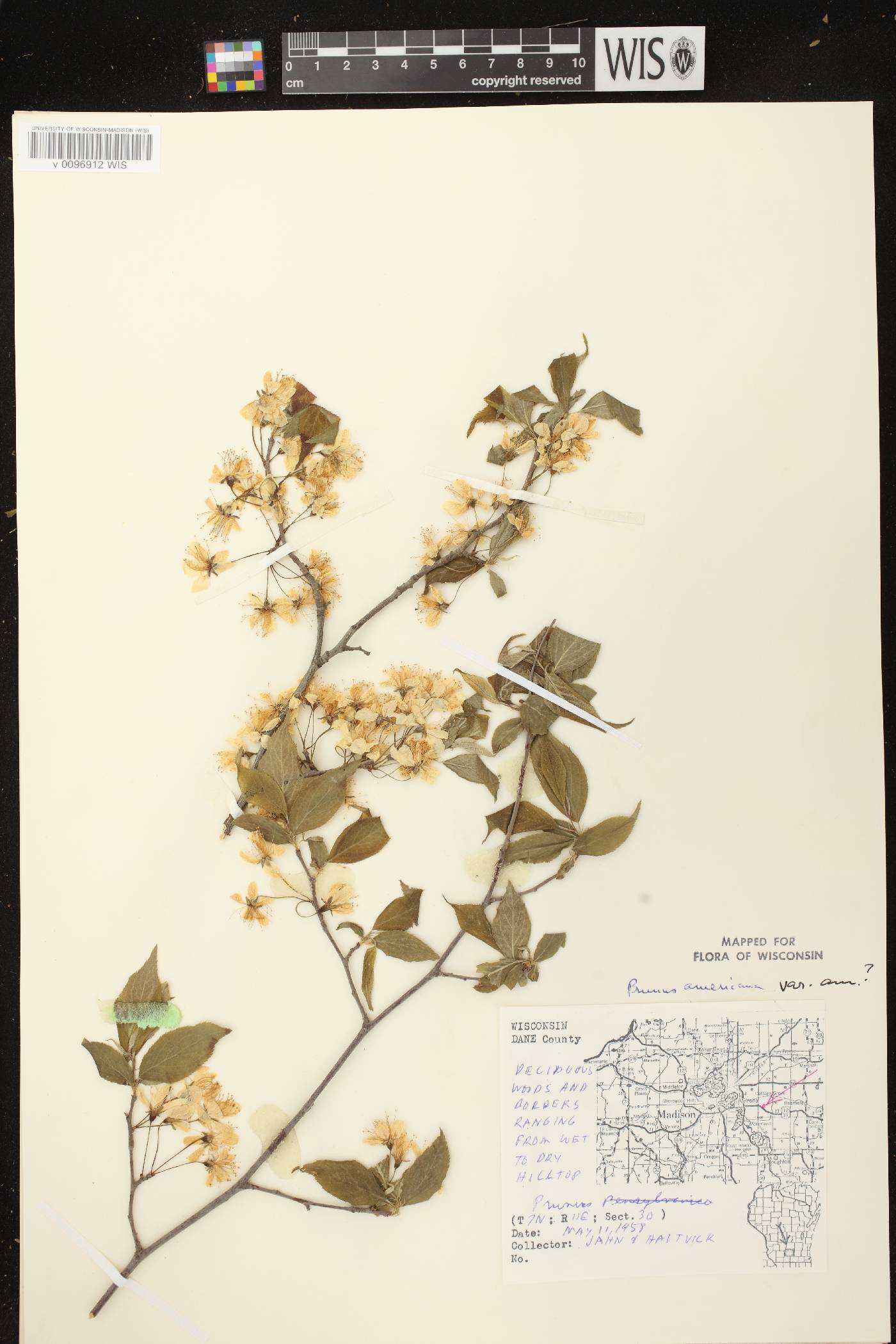 Prunus americana image