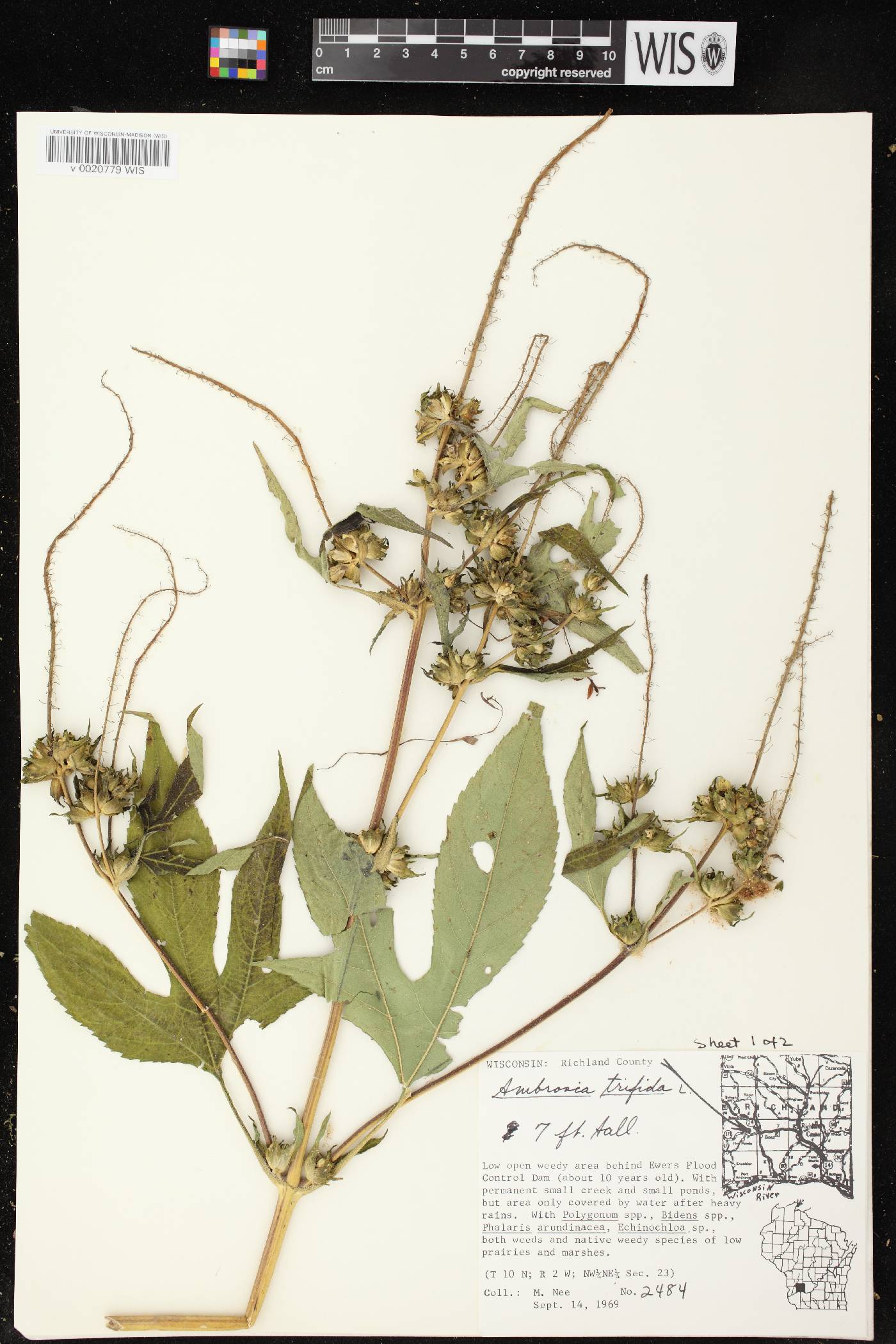 Ambrosia trifida image