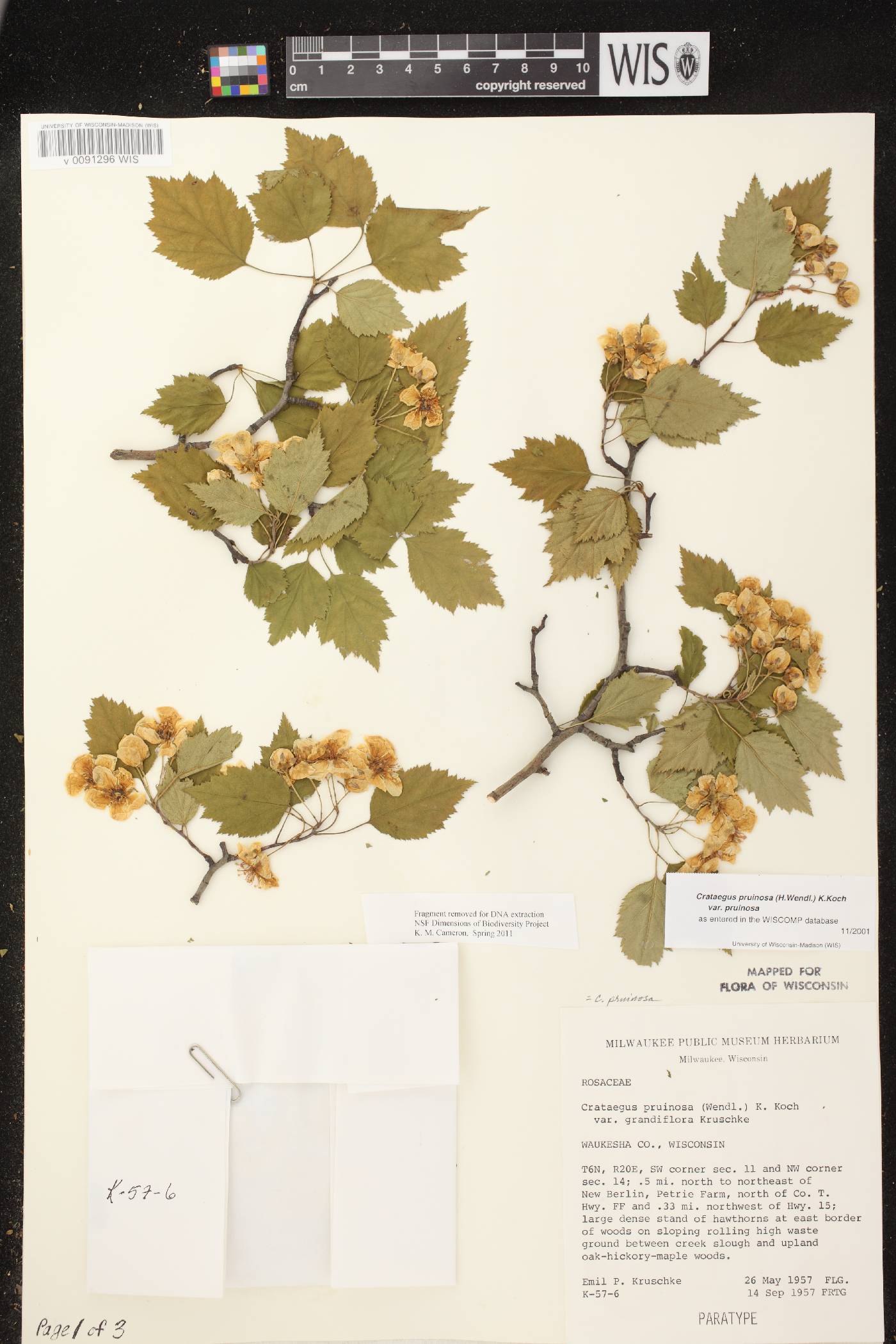 Crataegus pruinosa var. pruinosa image