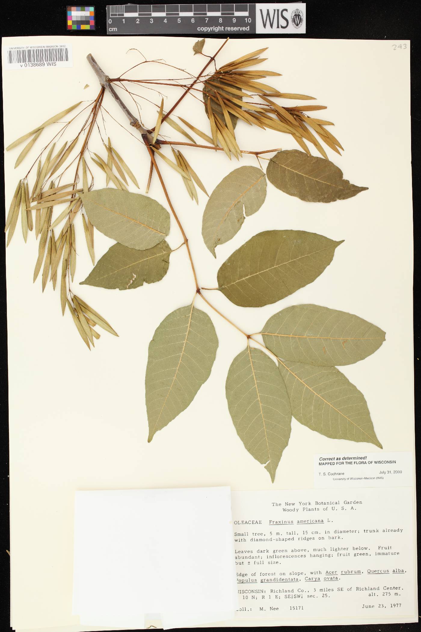 Fraxinus americana image