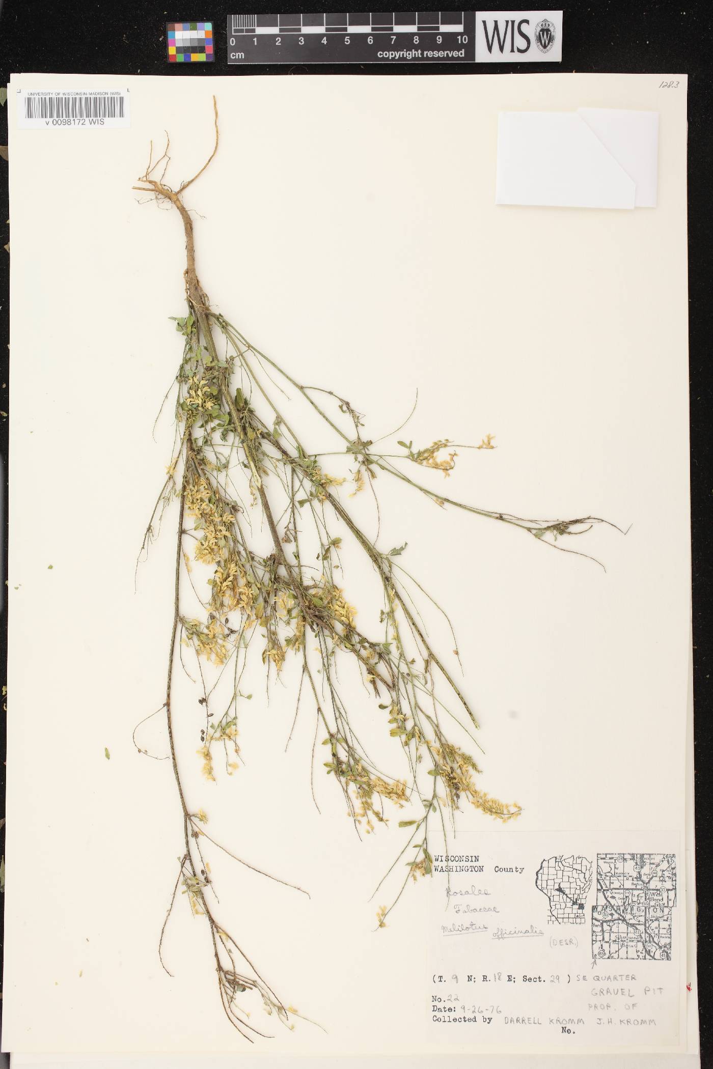 Melilotus officinalis image