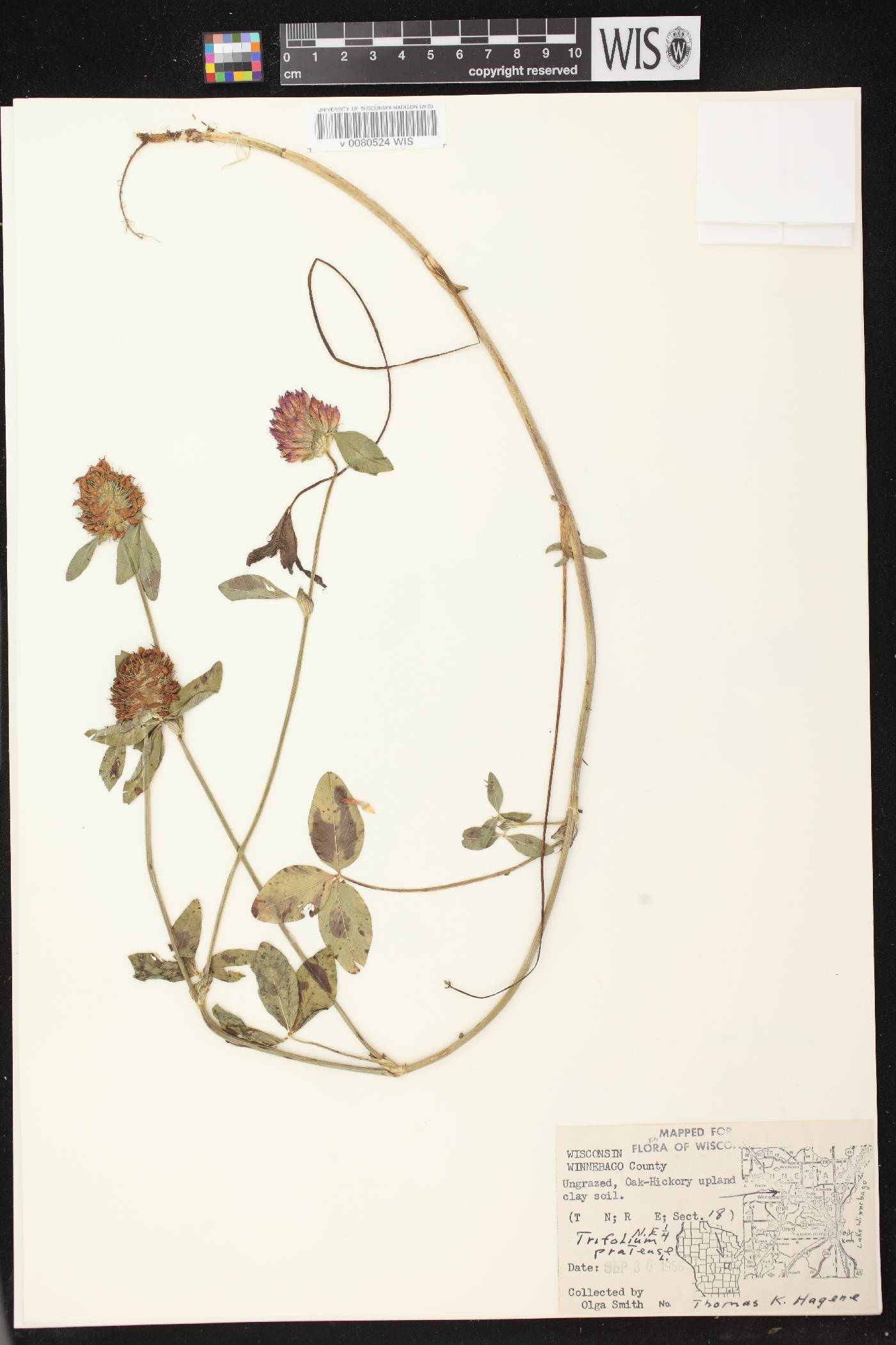 Trifolium pratense image