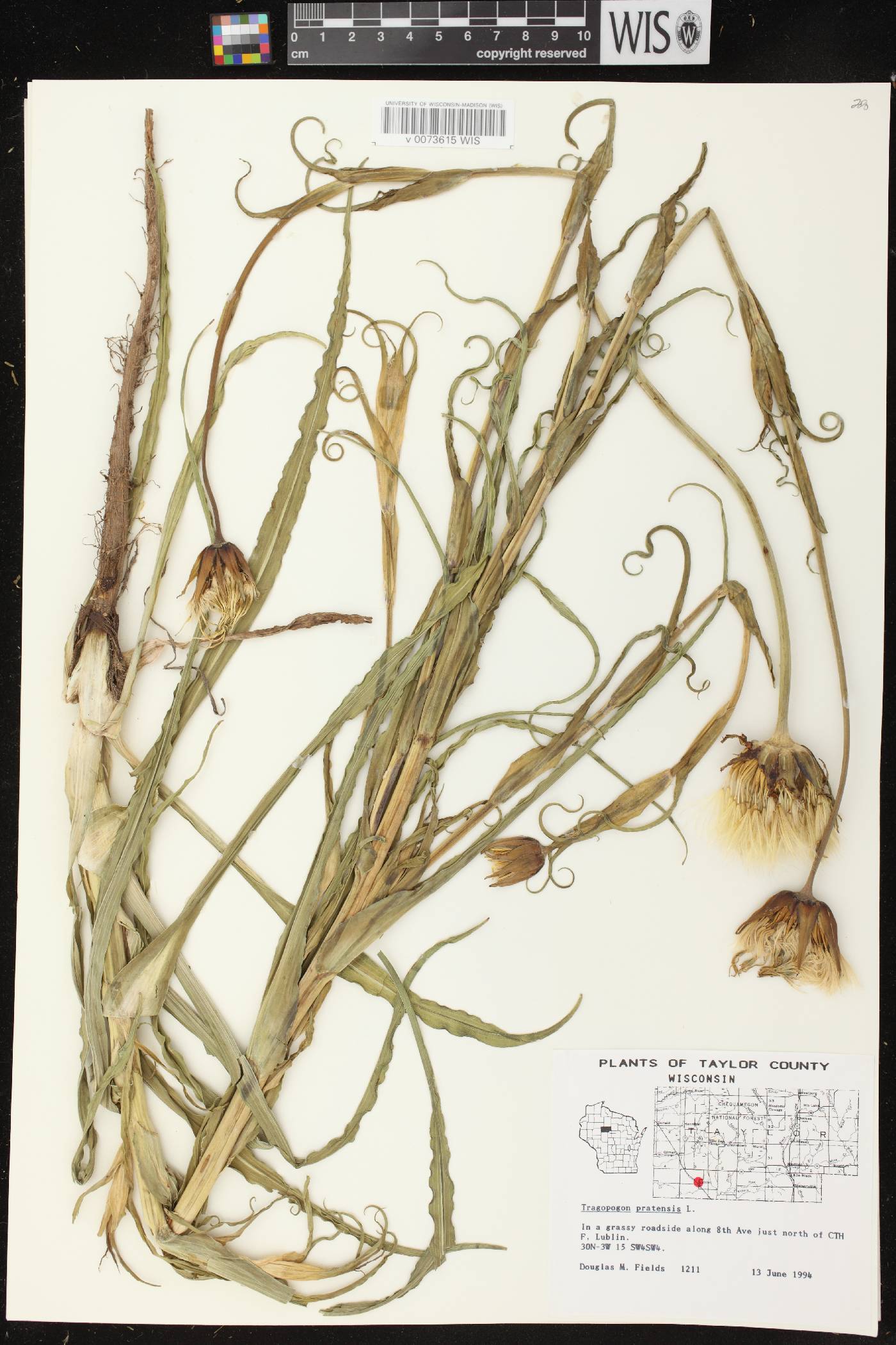 Tragopogon pratensis image