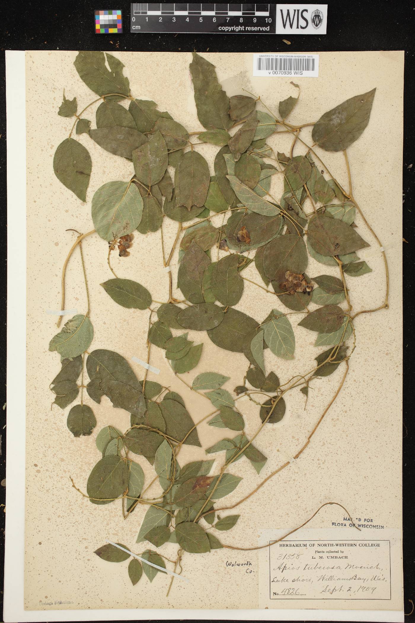 Apios americana image