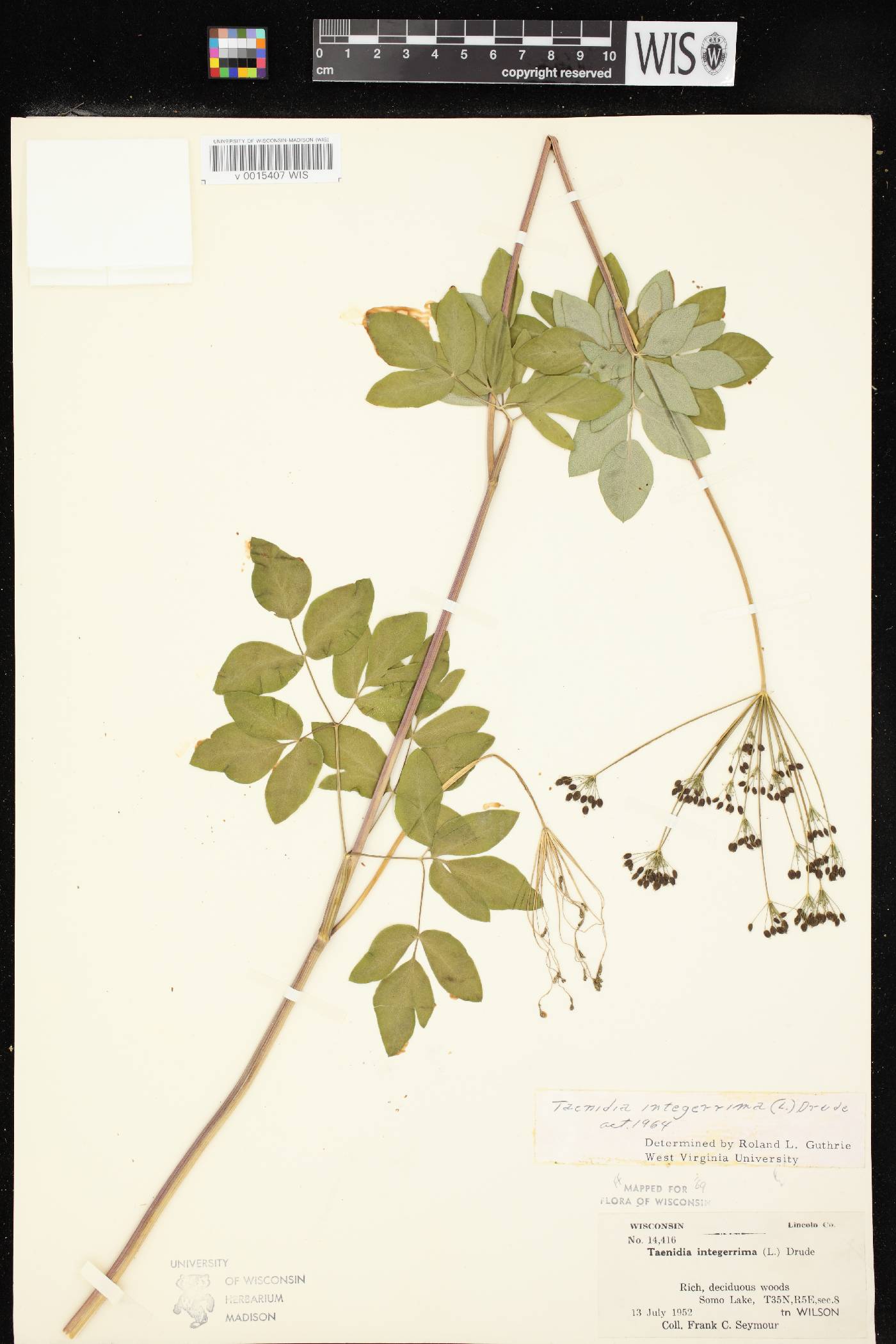 Taenidia integerrima image