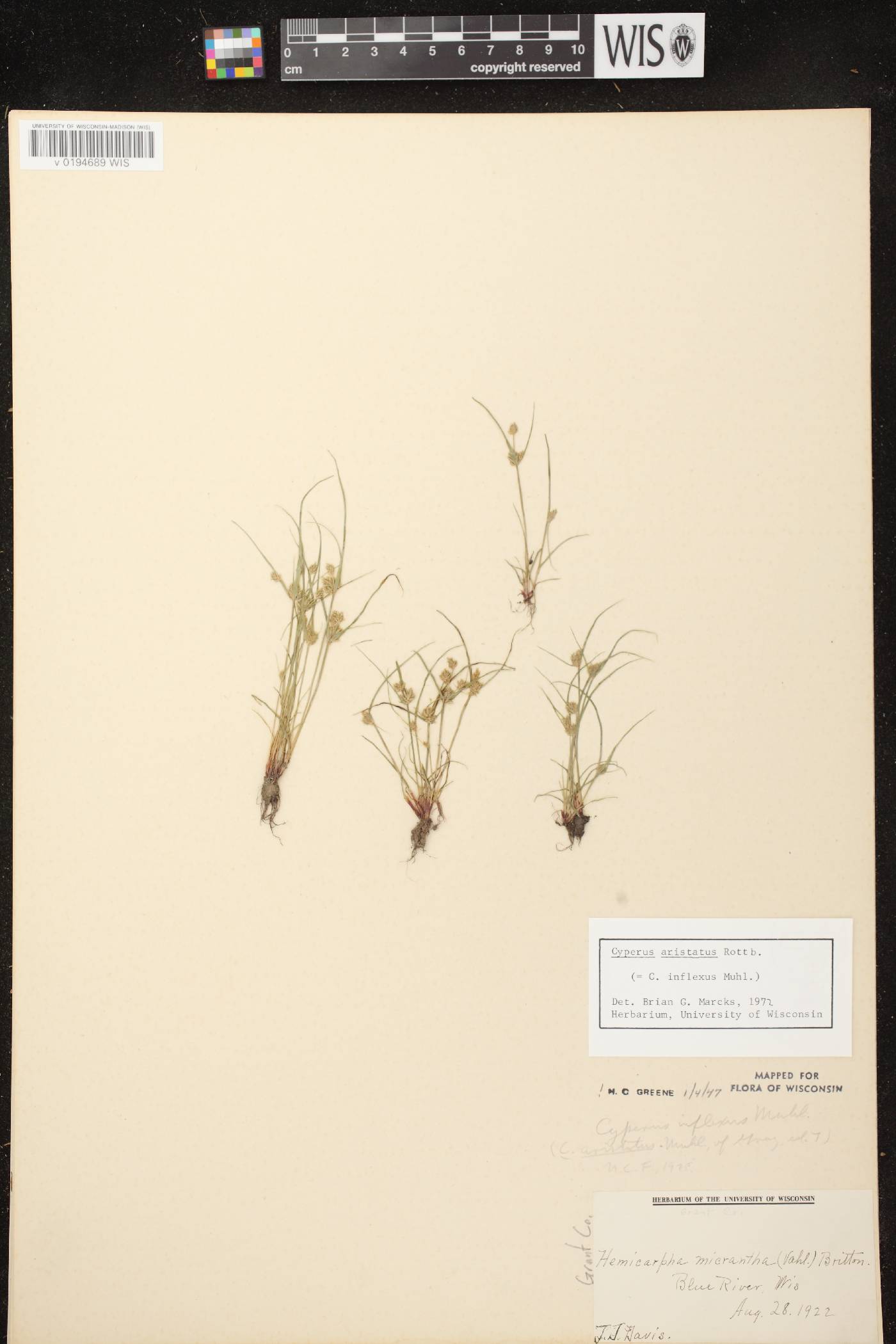 Cyperus squarrosus image