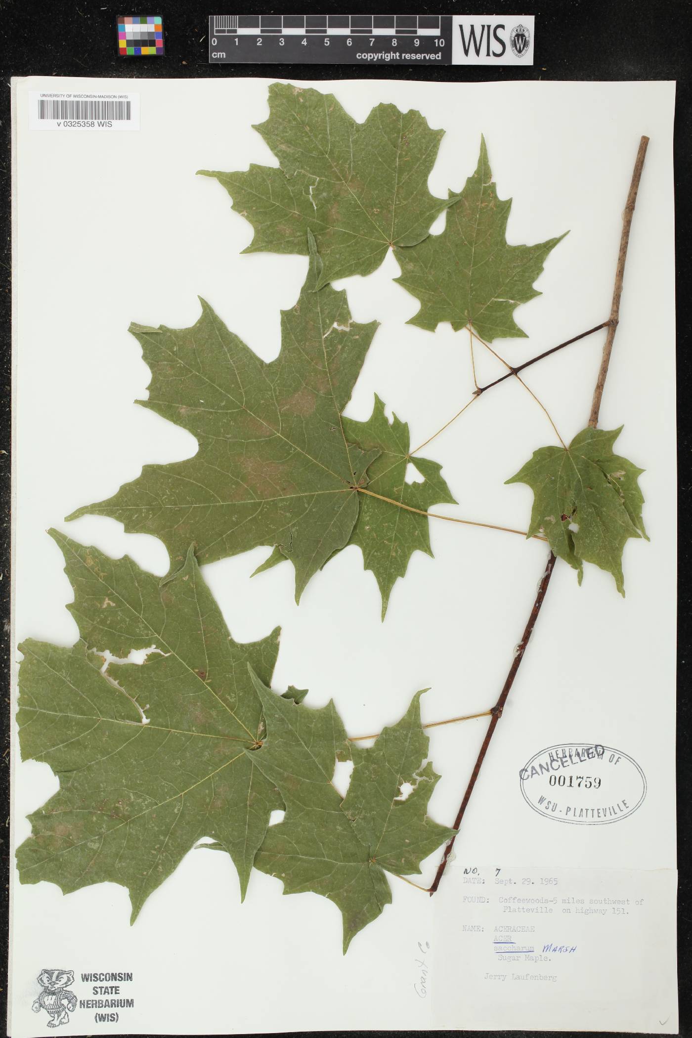 Acer saccharum image