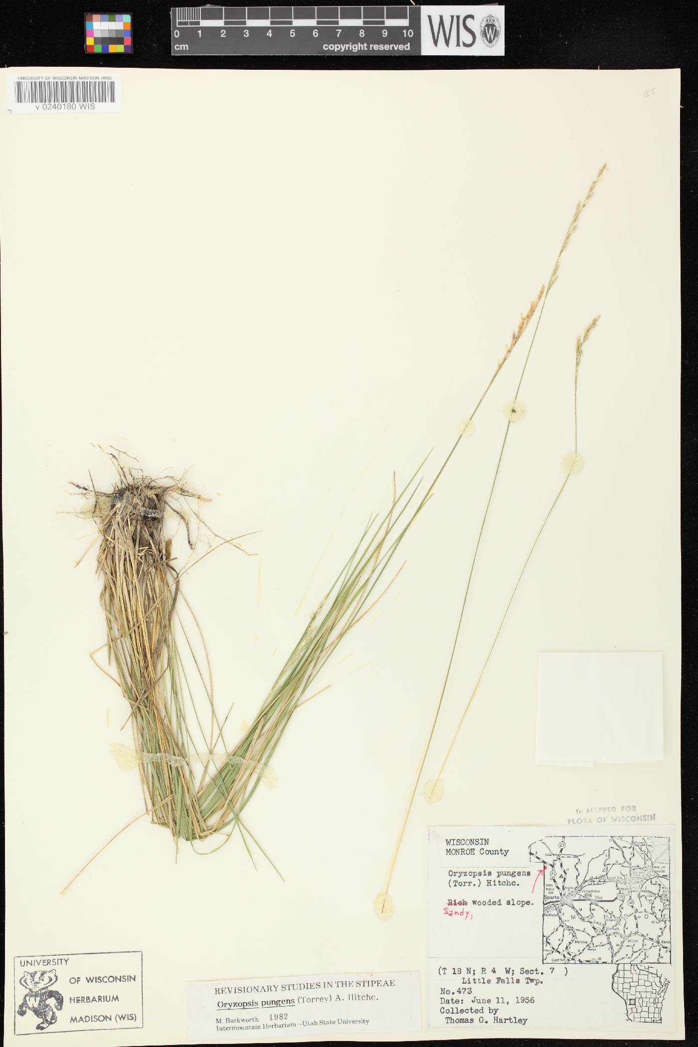 Piptatheropsis pungens image