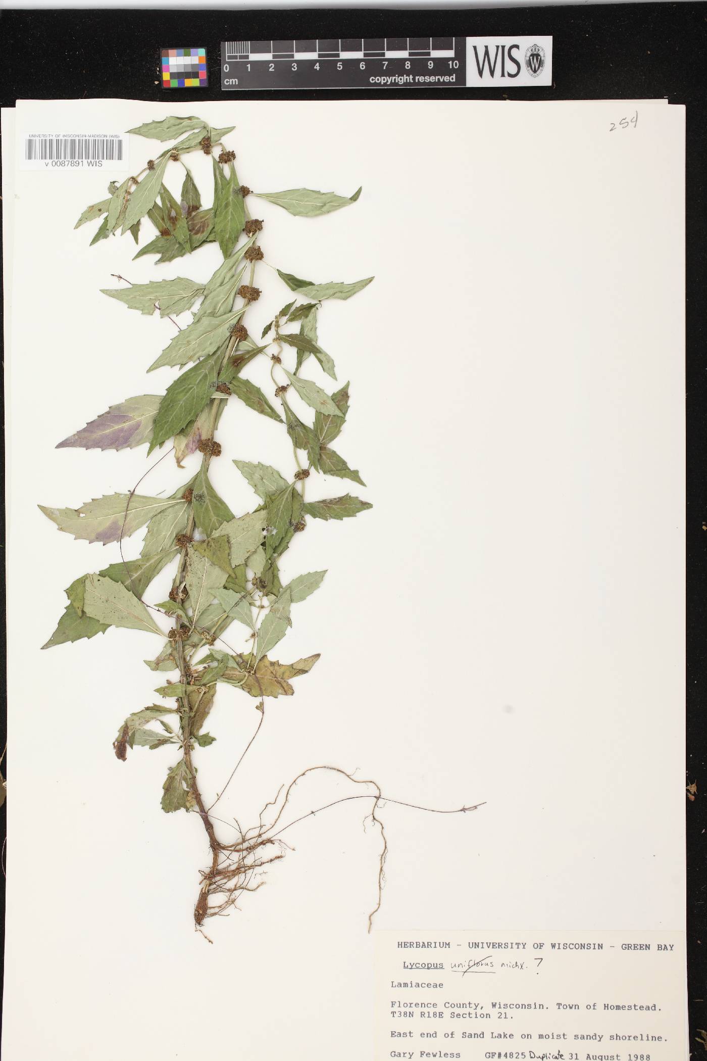 Lycopus virginicus image