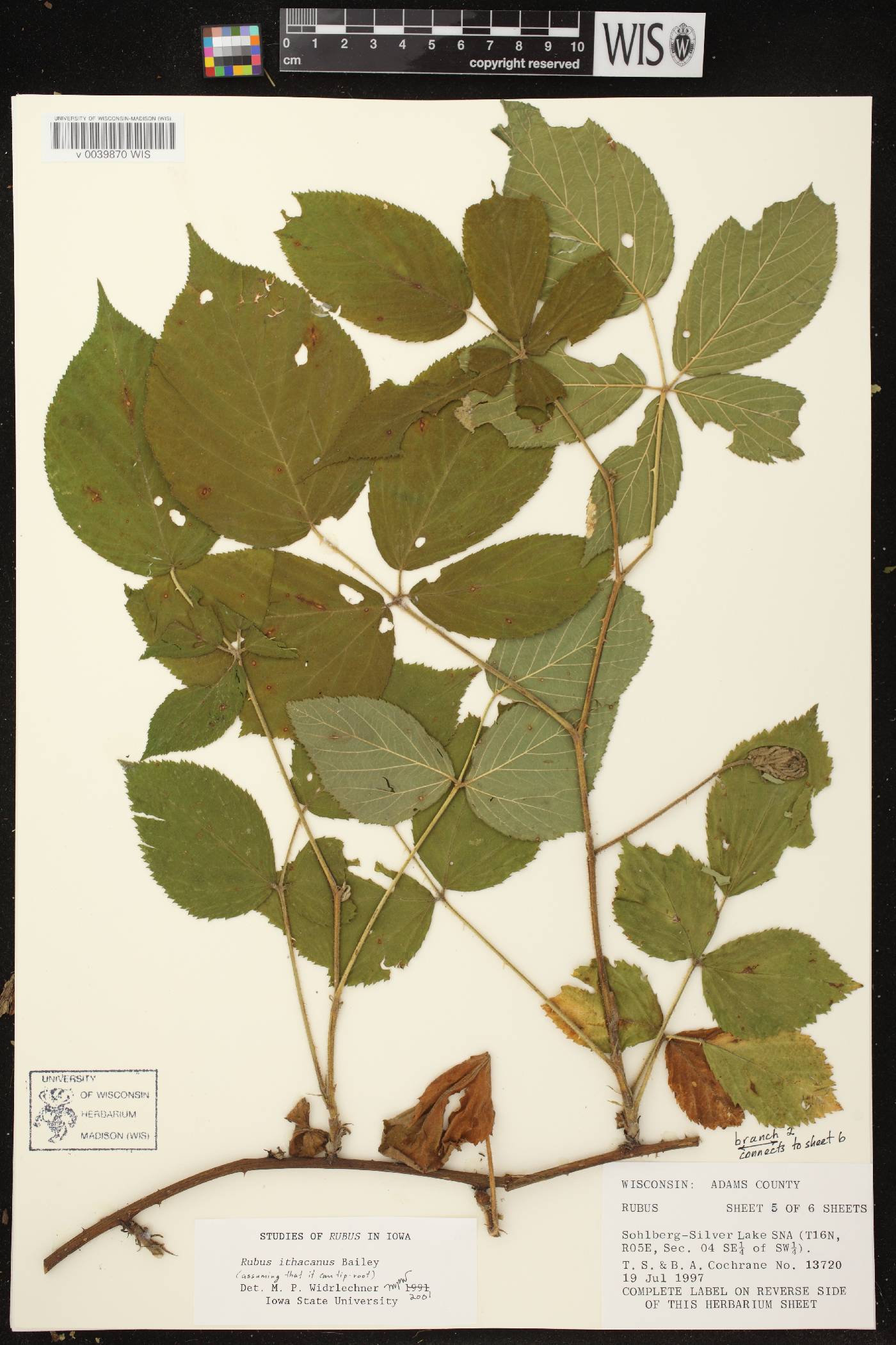 Rubus flagellaris image