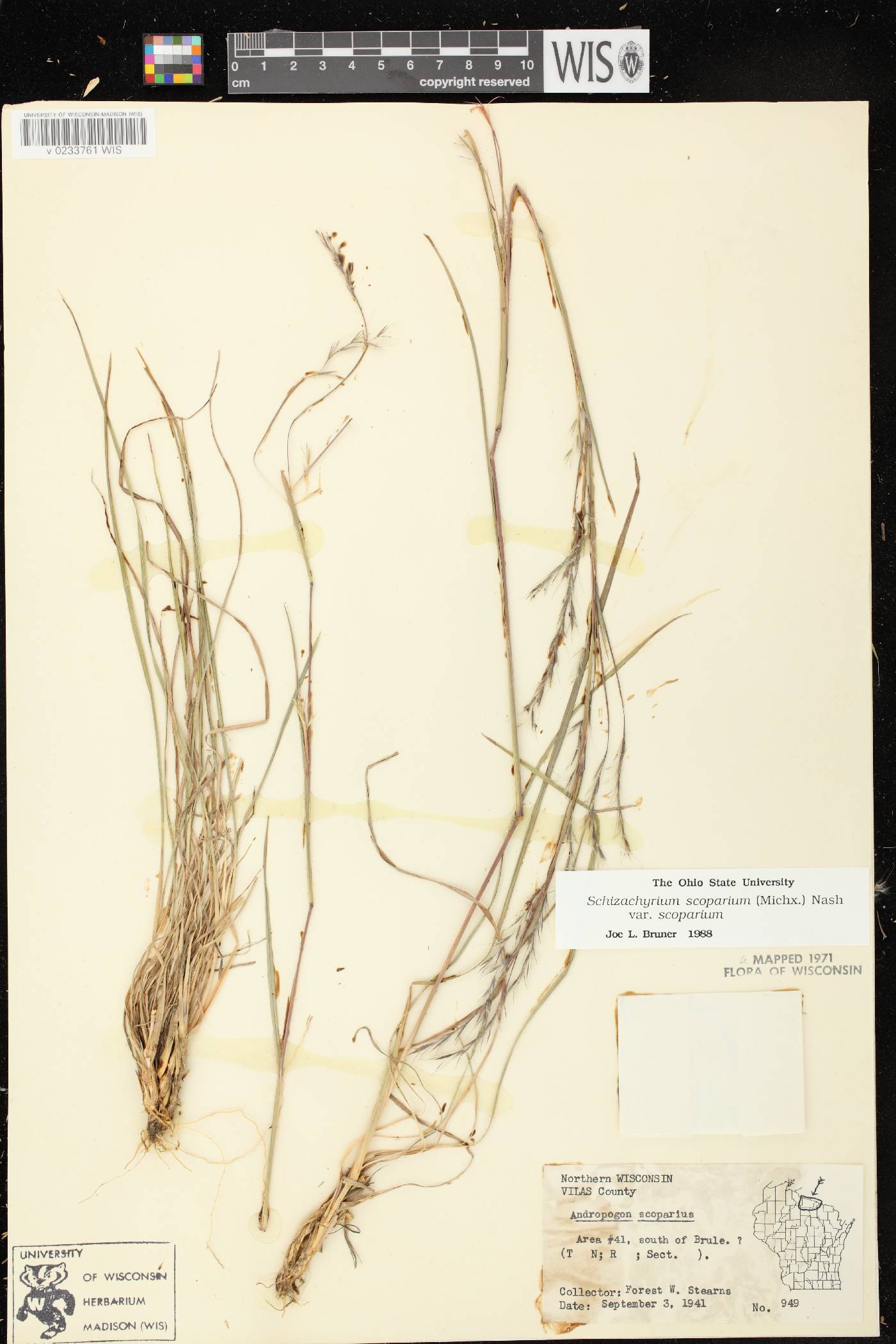 Schizachyrium scoparium var. scoparium image