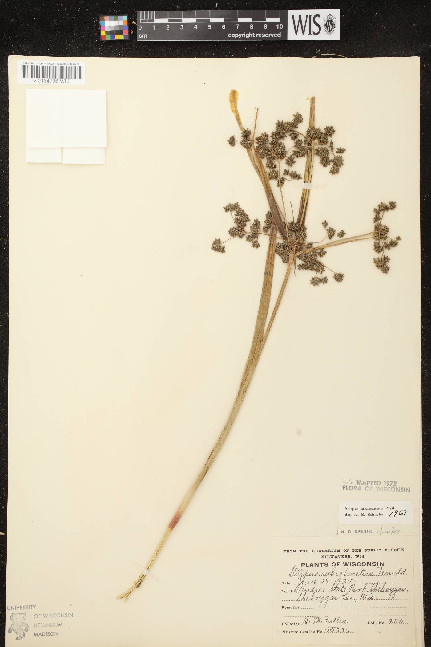 Scirpus microcarpus image
