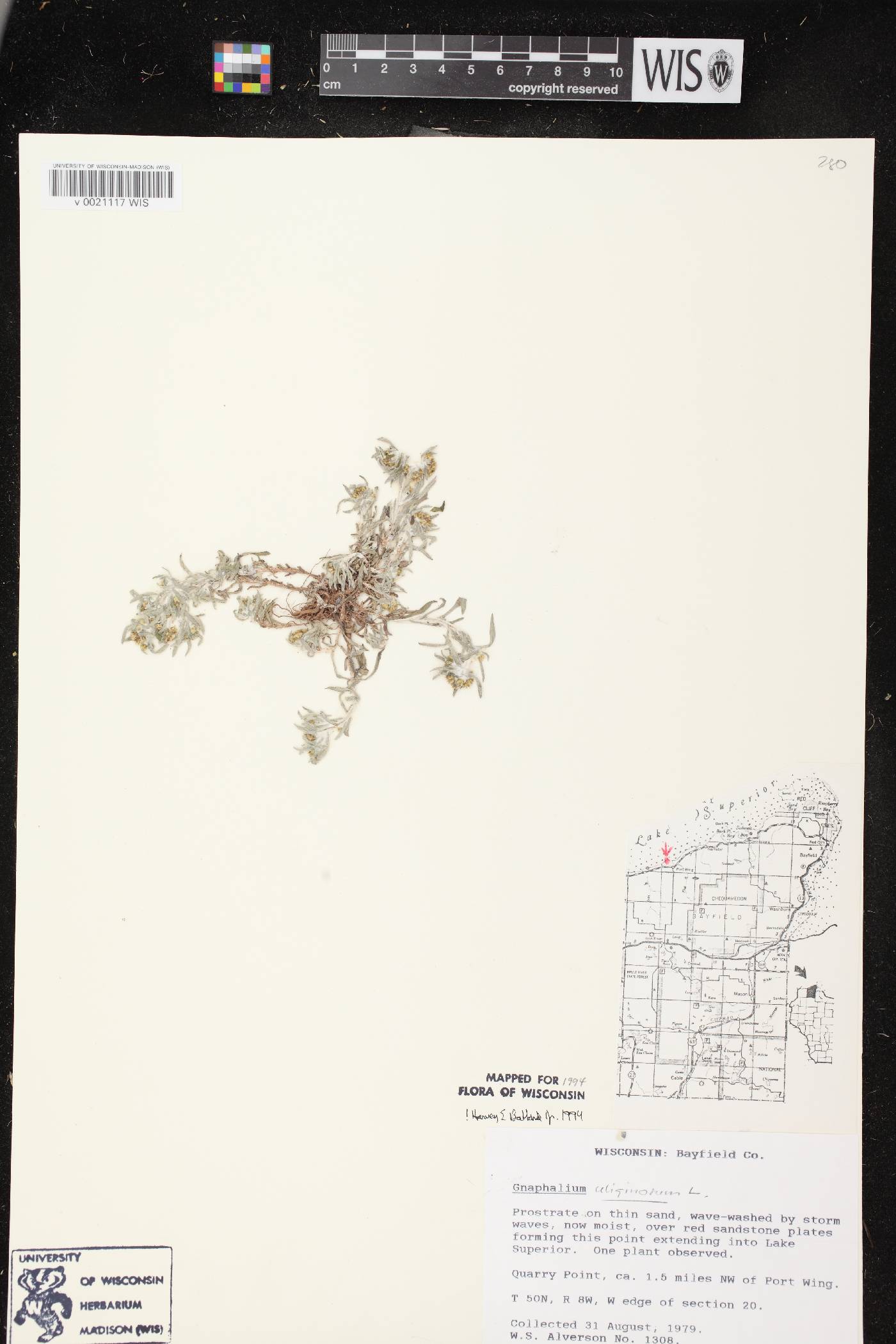 Gnaphalium uliginosum image