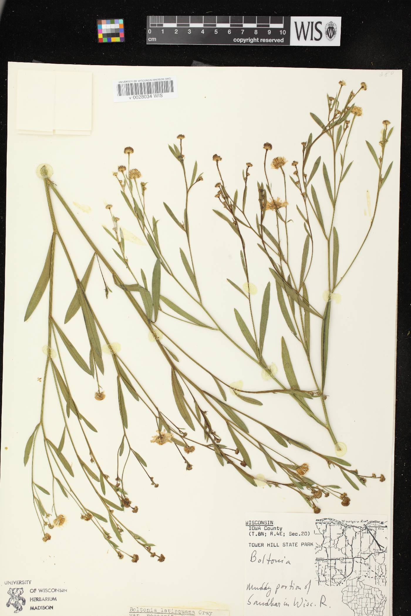 Boltonia asteroides var. recognita image