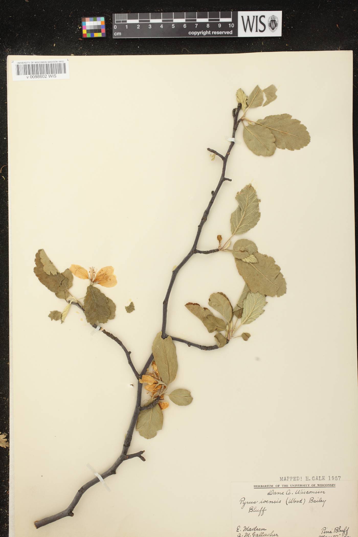 Malus ioensis image
