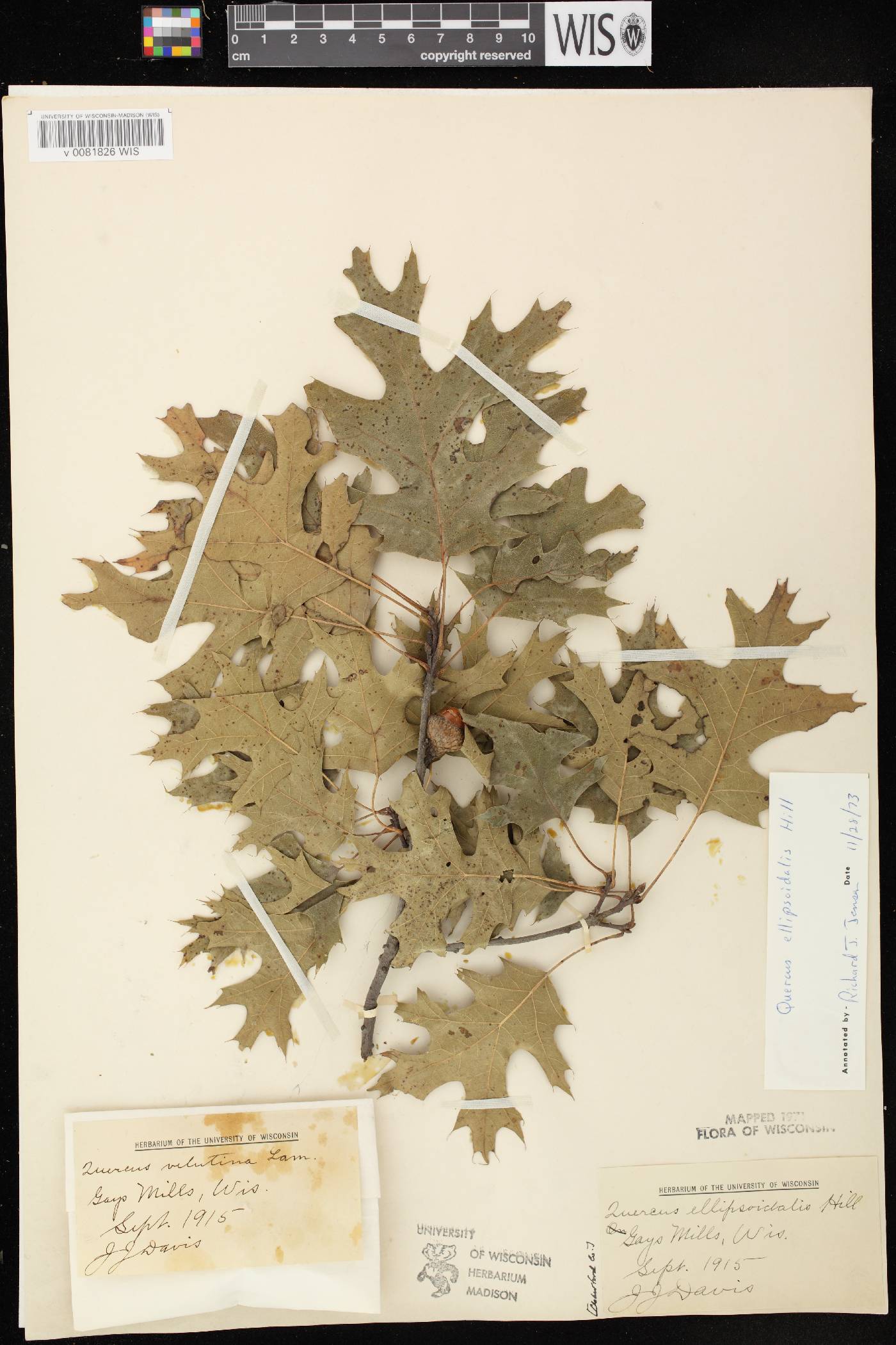 Quercus ellipsoidalis image