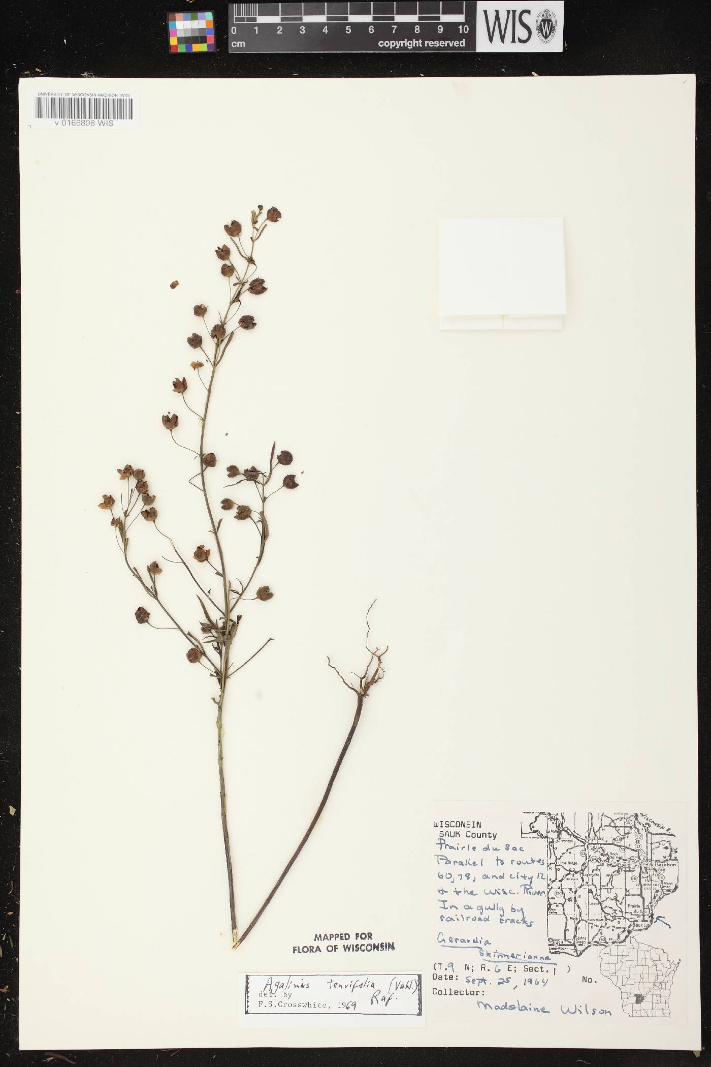 Agalinis tenuifolia image