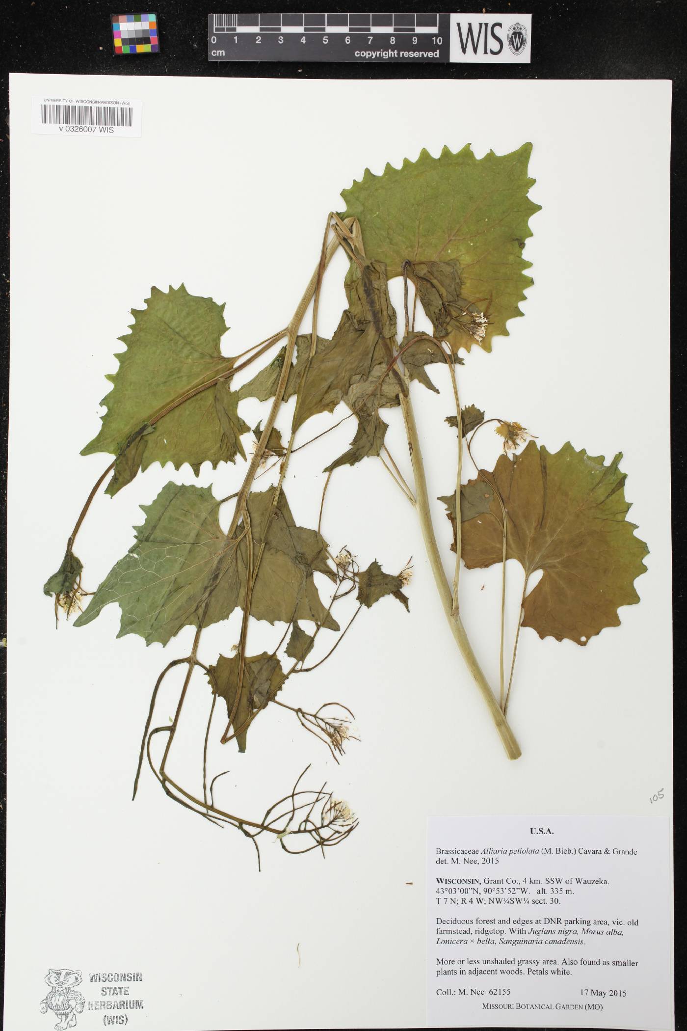 Alliaria petiolata image