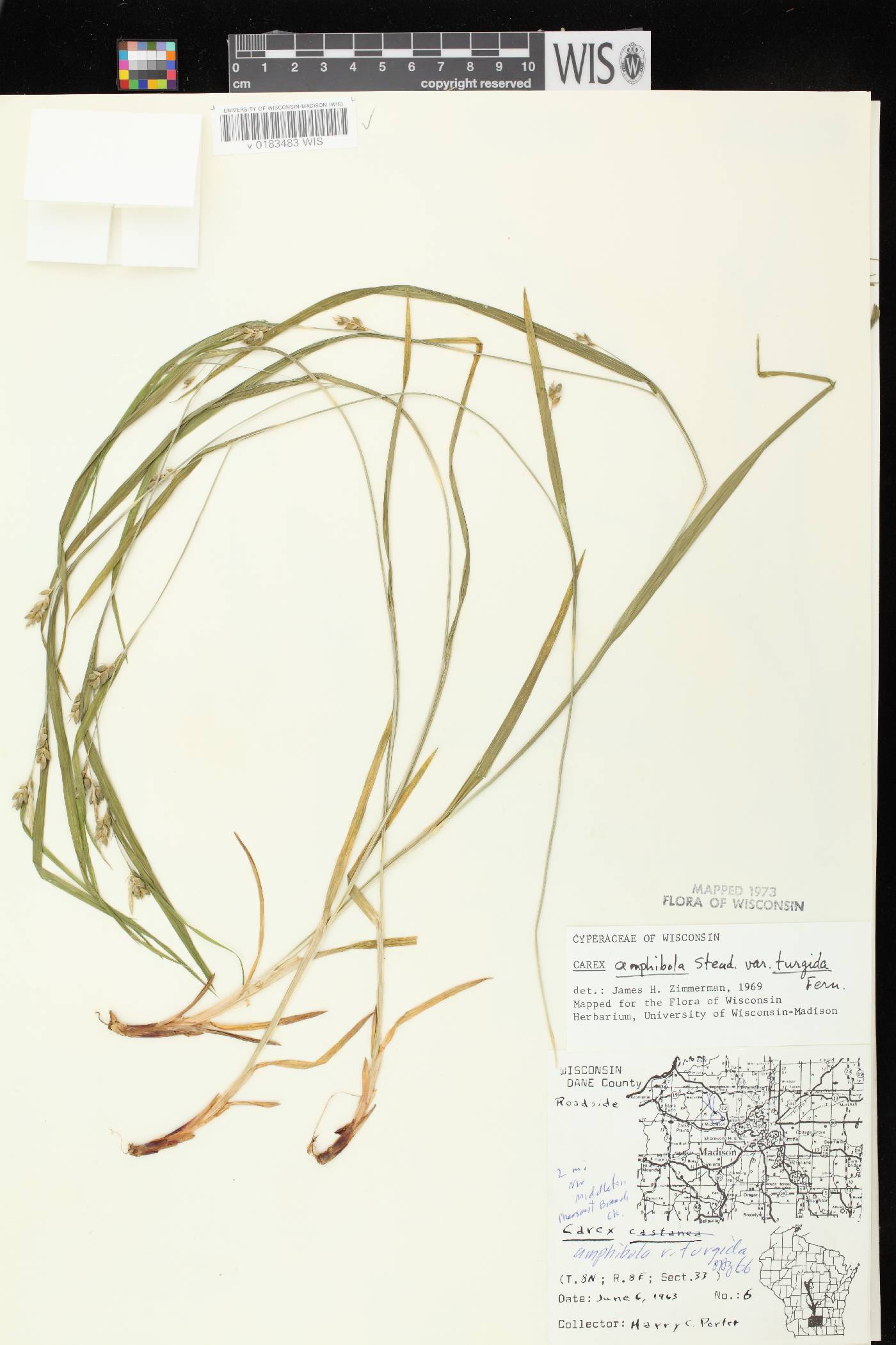 Carex grisea image