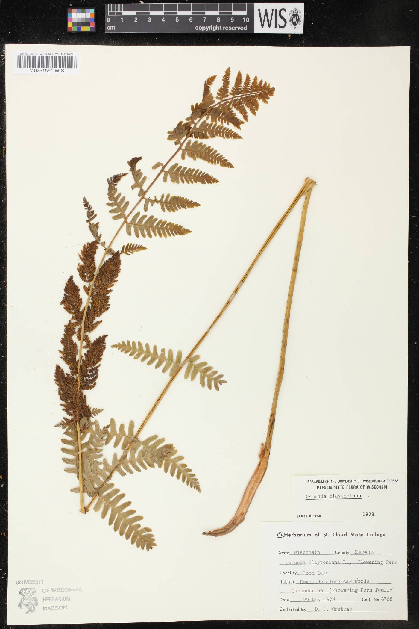 Osmunda claytoniana image