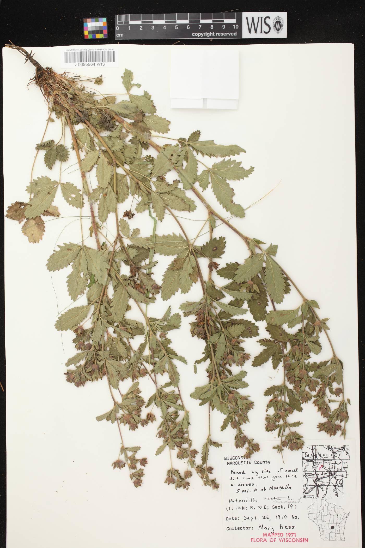 Potentilla norvegica image