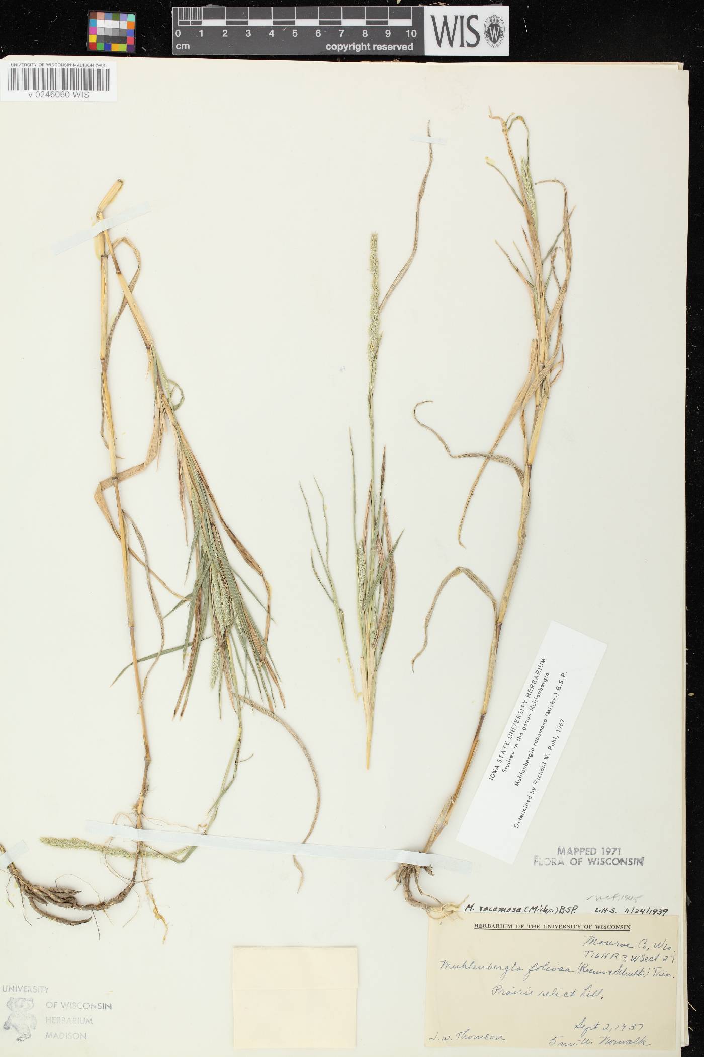 Muhlenbergia racemosa image