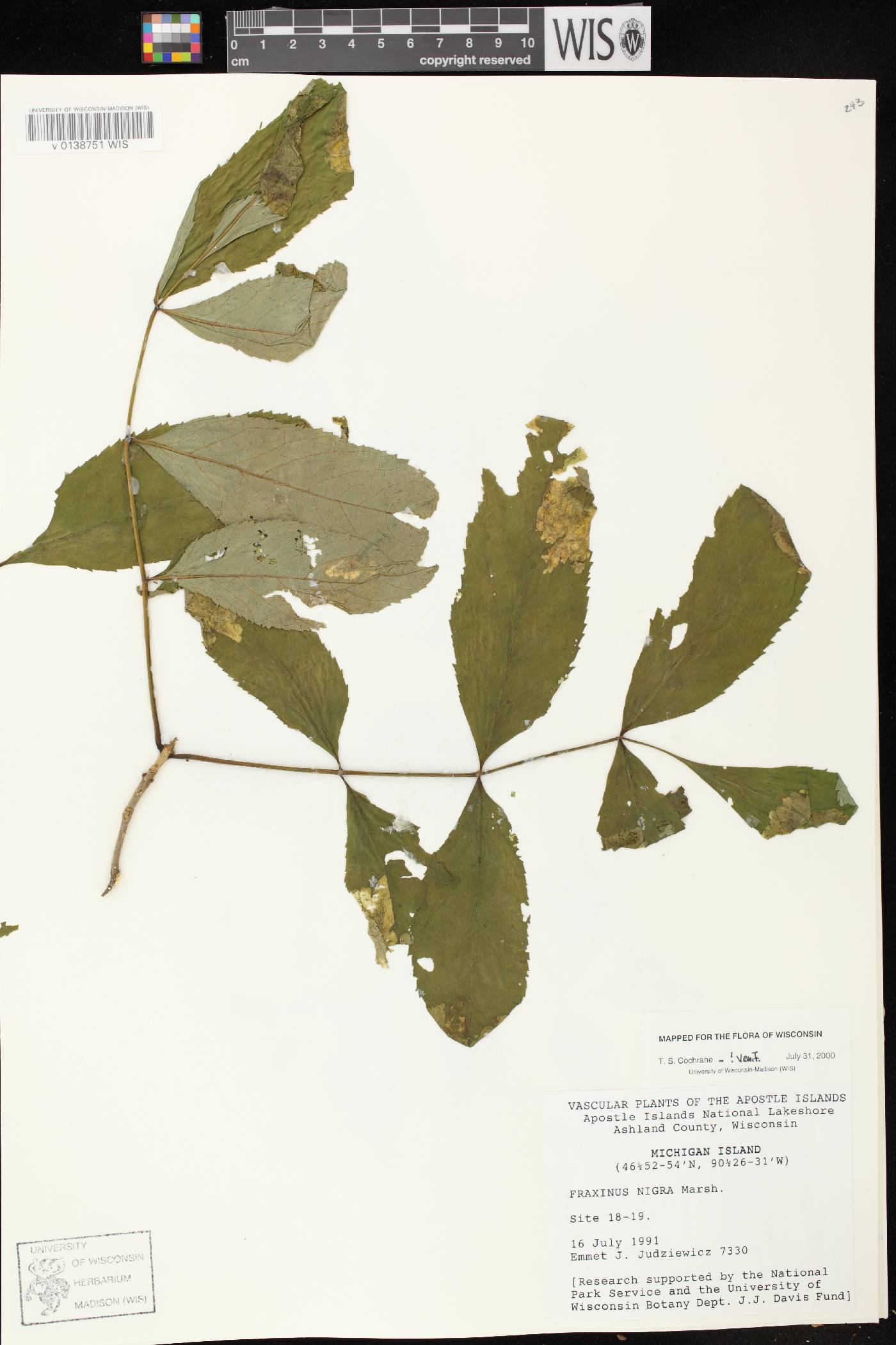 Fraxinus nigra image