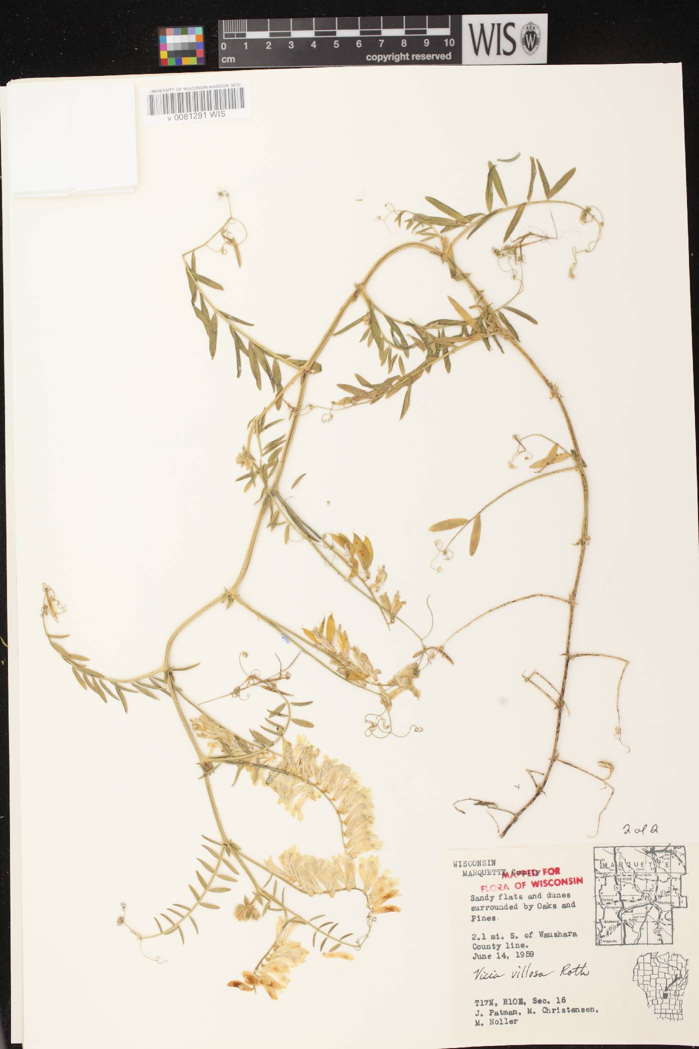 Vicia villosa image