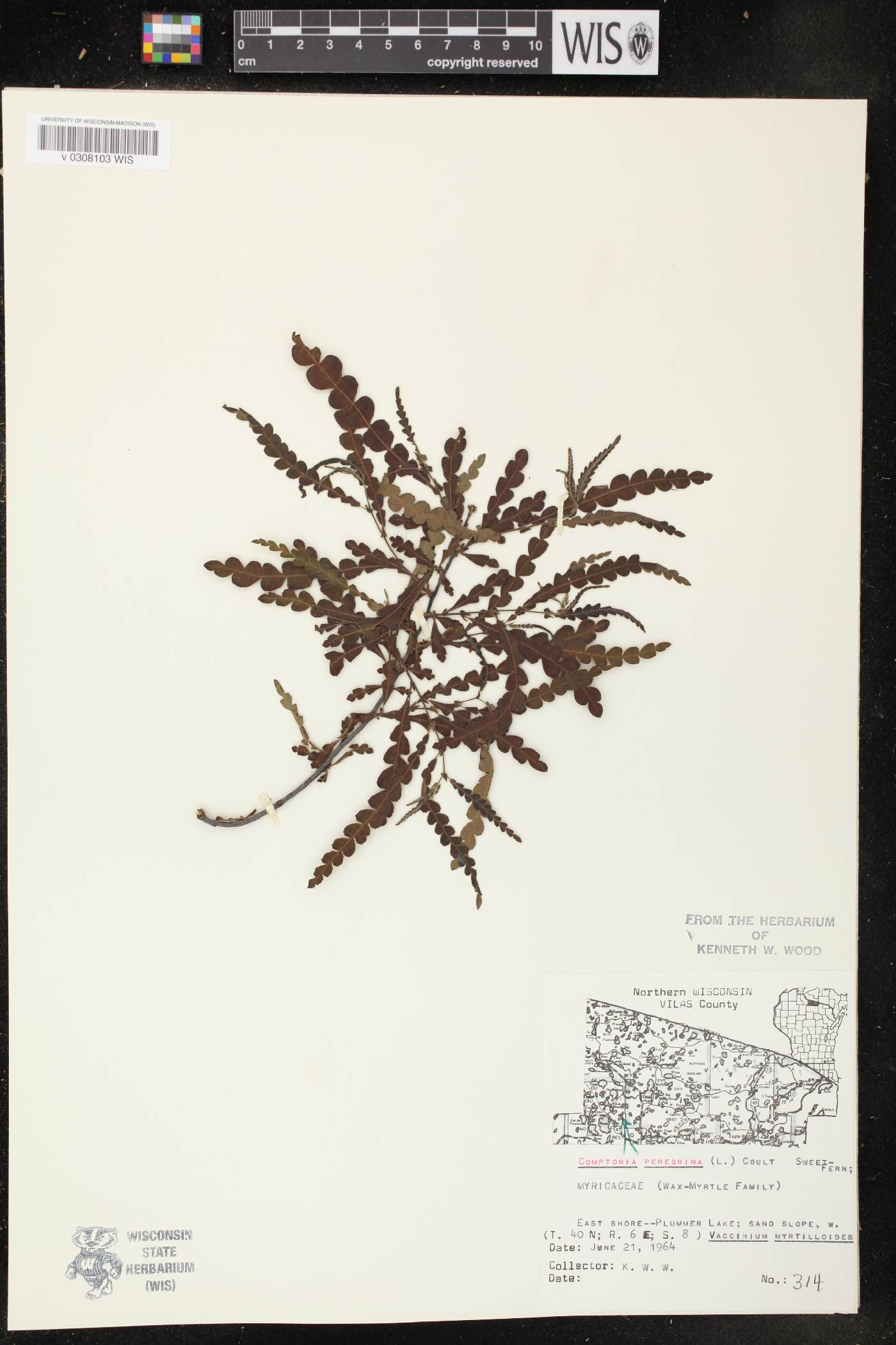 Comptonia peregrina image