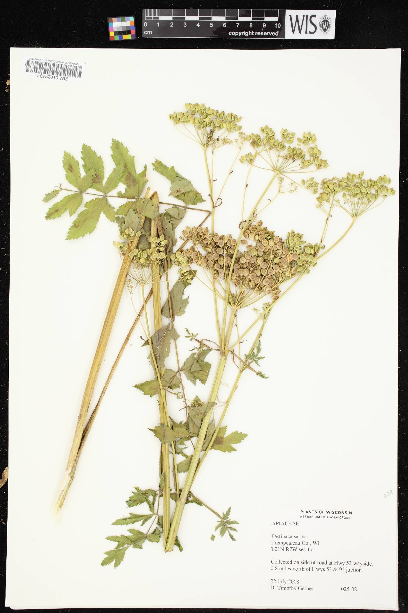 Pastinaca sativa image