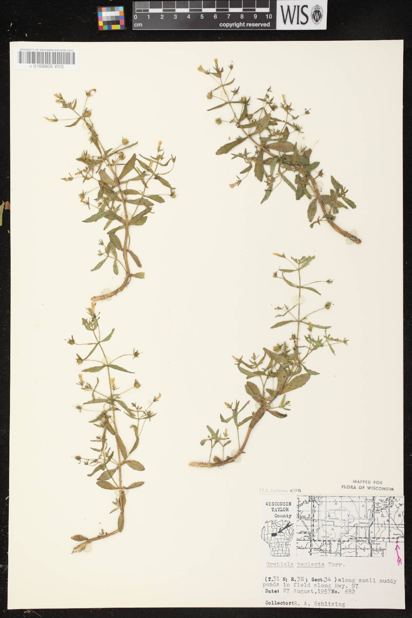 Gratiola neglecta image