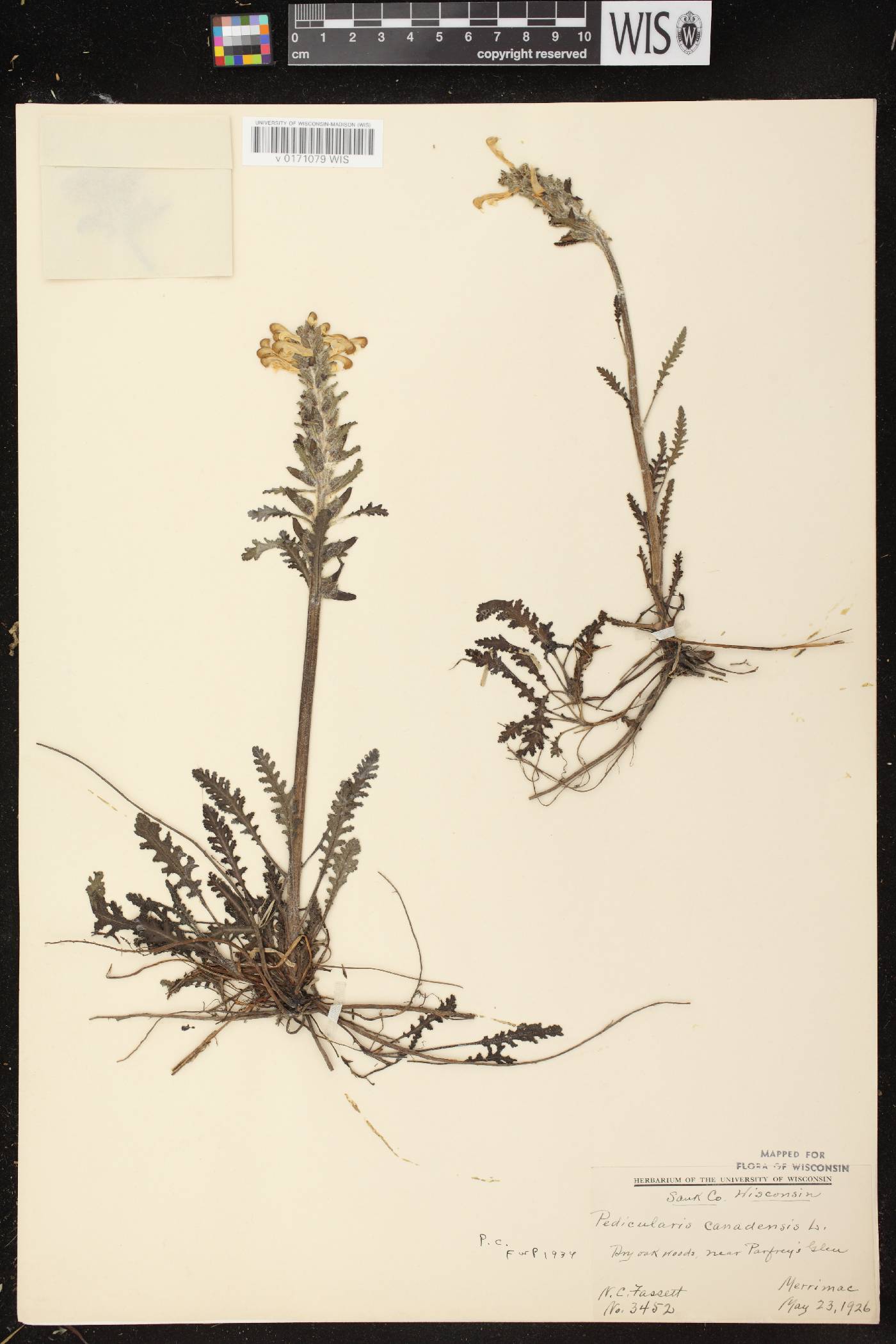 Pedicularis canadensis subsp. canadensis image